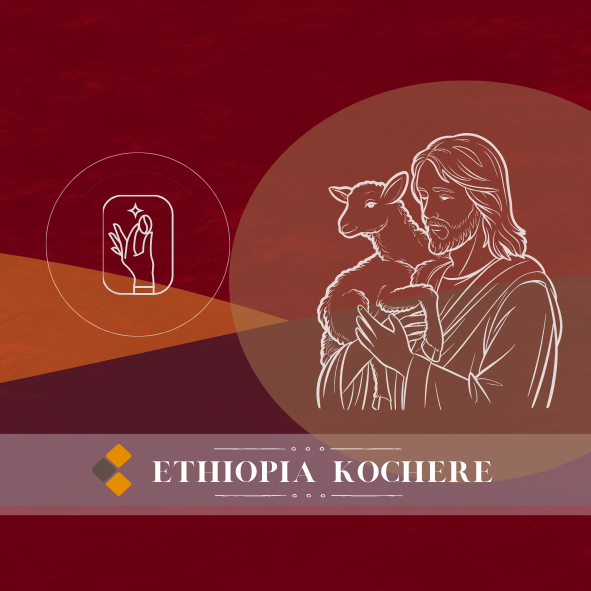 科契爾｜ 牧羊人 G1｜水洗｜淺焙