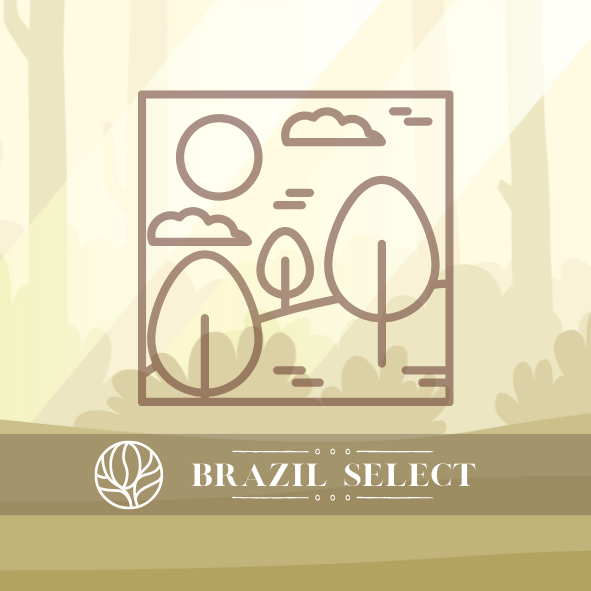 巴西｜南美精選 雨林曙光｜日曬｜中深焙