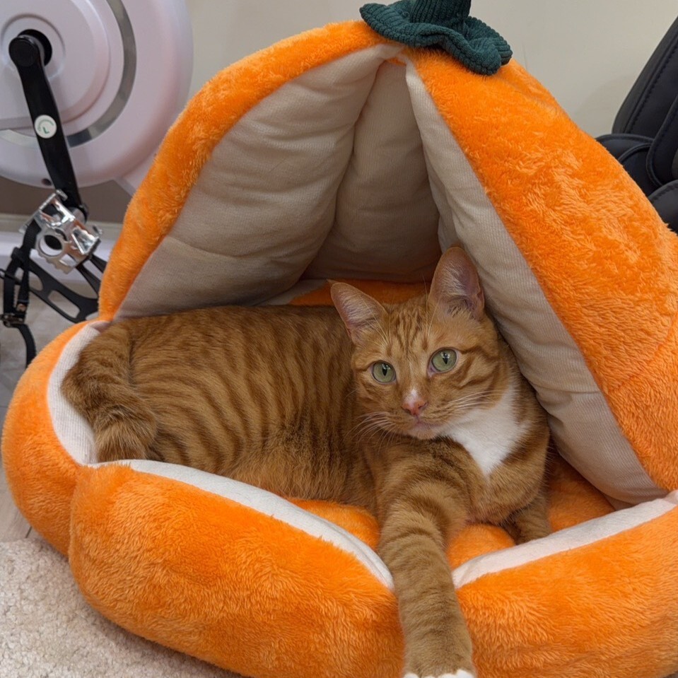 【預購】貓咪抓板/睡窩 客訂下單區