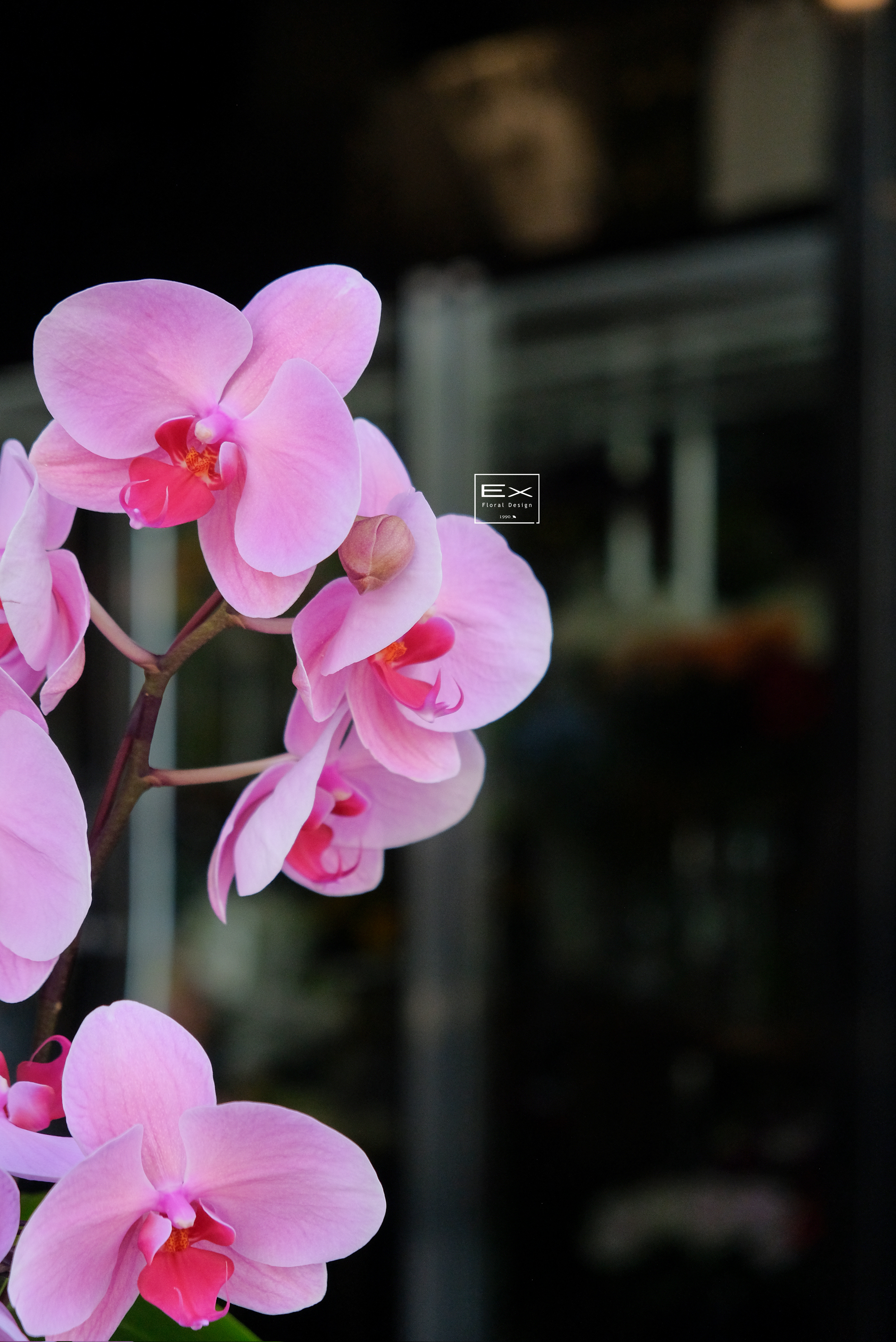 蘭庭石語 Orchid Courtyard Whisper｜蝴蝶蘭花禮