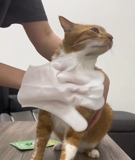 寵物清潔手套5指設計，局位清潔更到位