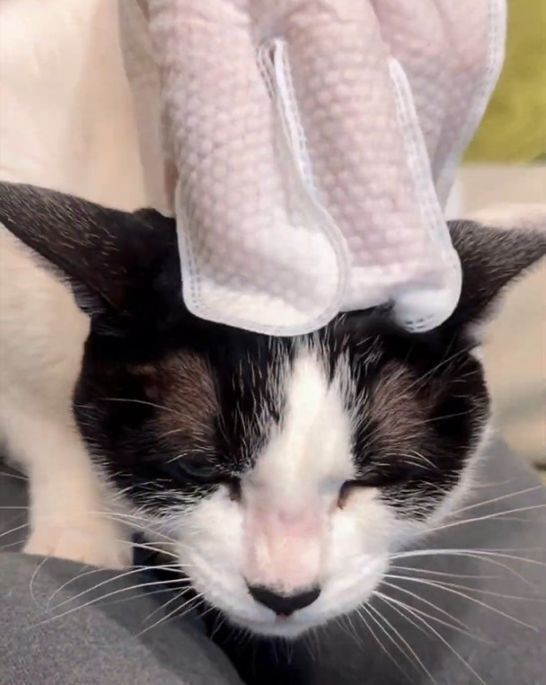 寵物清潔手套幫貓咪日日清潔又保濕~