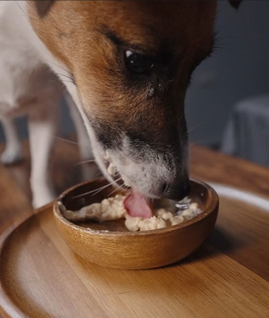 月見草油犬貓都可以吃