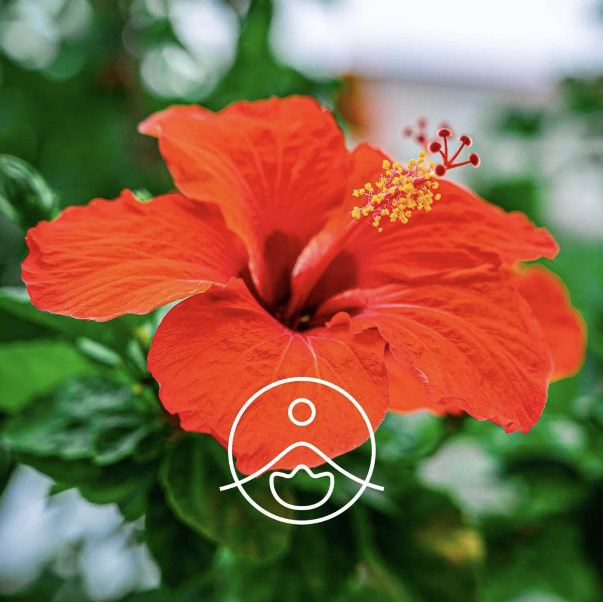 有機洛神花籽油 - Florihana