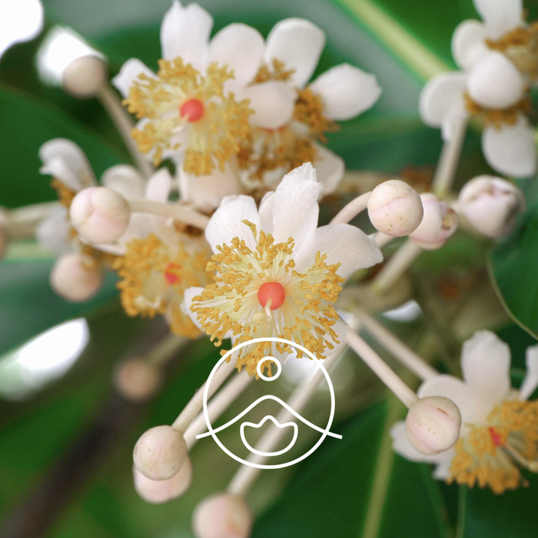 有機瓊崖海棠油 - Florihana