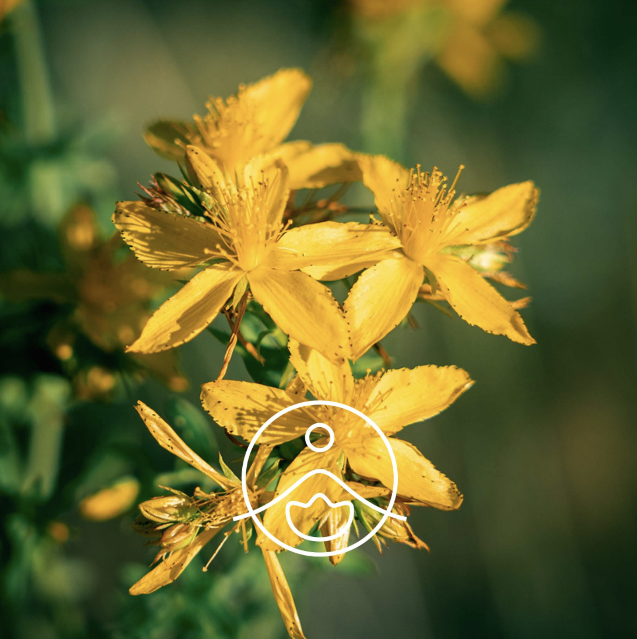 有機聖約翰草油 - Florihana