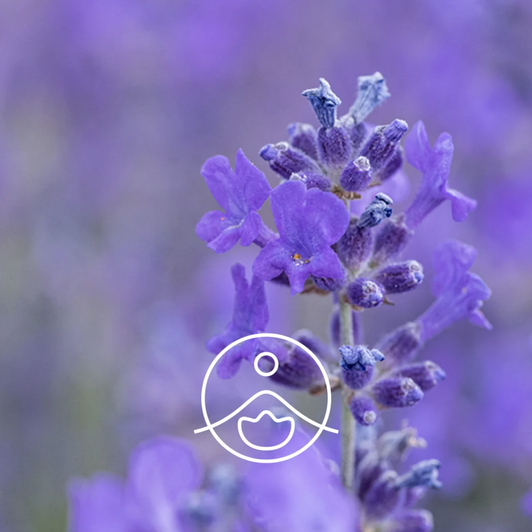 有機薰衣草浸泡油 - Florihana