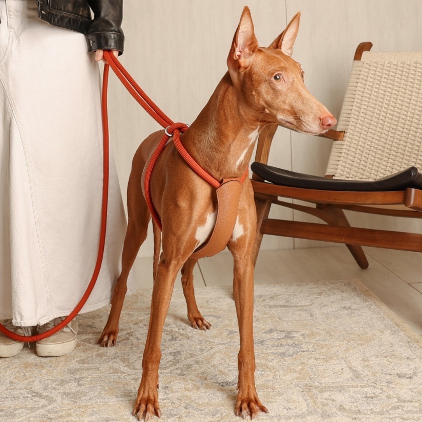 All in One Harness | Savino Grain Leather