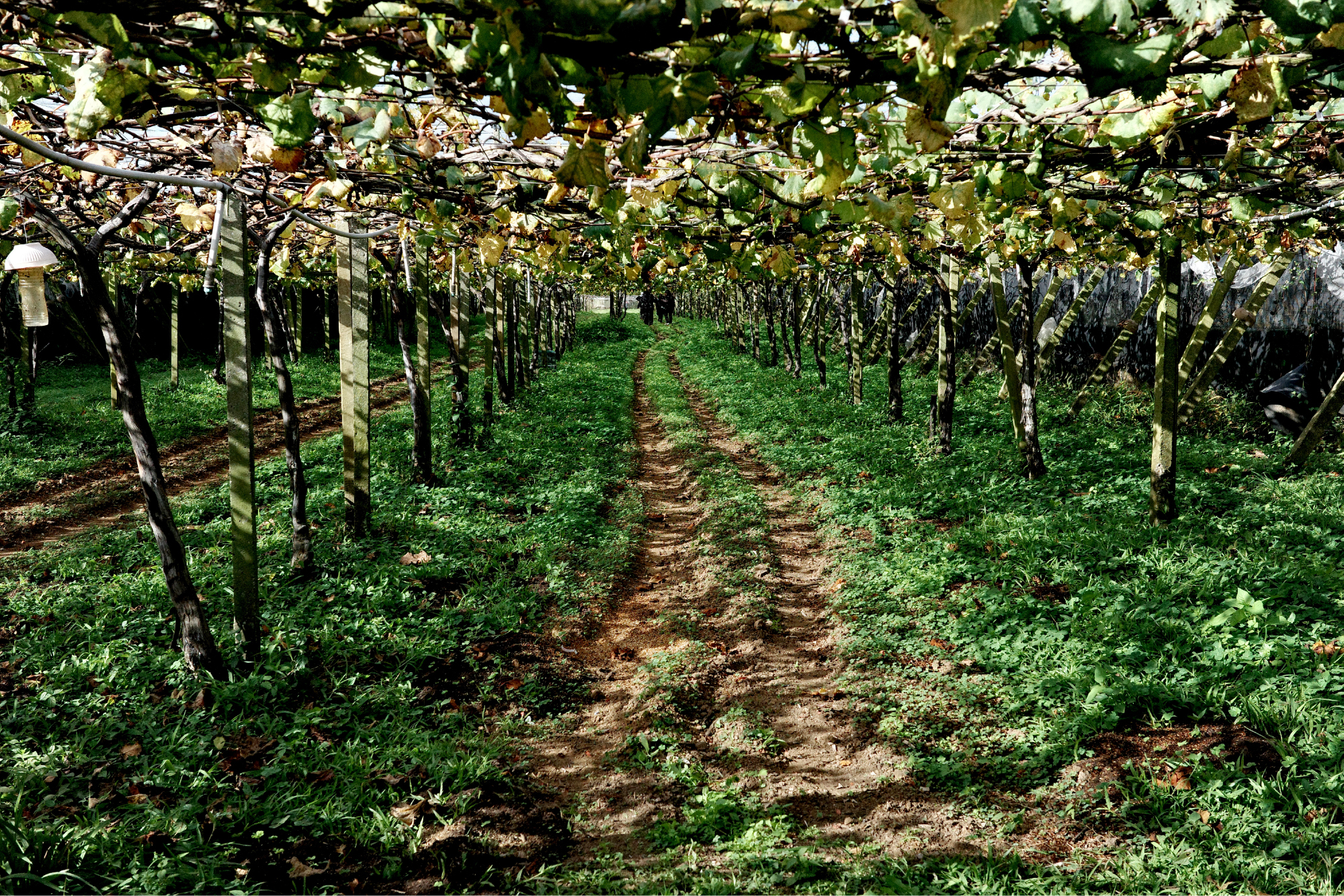 葡萄棚架下的生命奇蹟