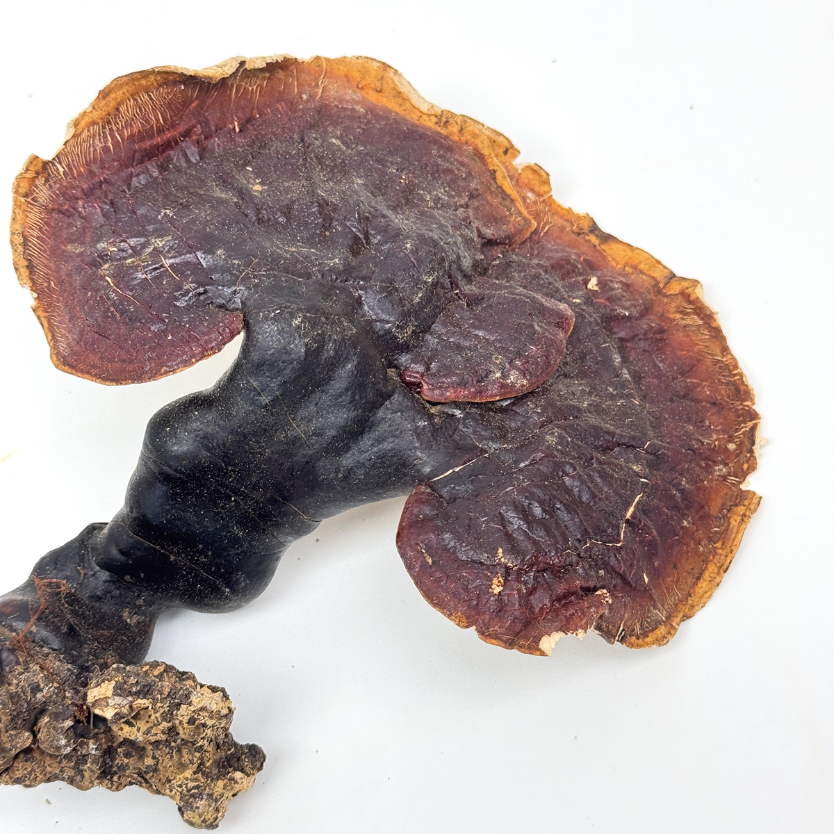 【O My Zhop x 新彊好貨 0316 】[ZS07] 西藏野生血靈芝 250g