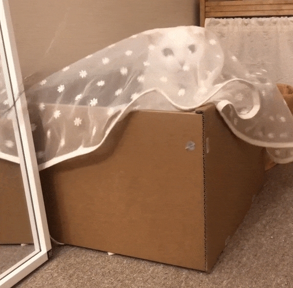 【ℕ𝔼𝕎】gottagohome．神祕的紗