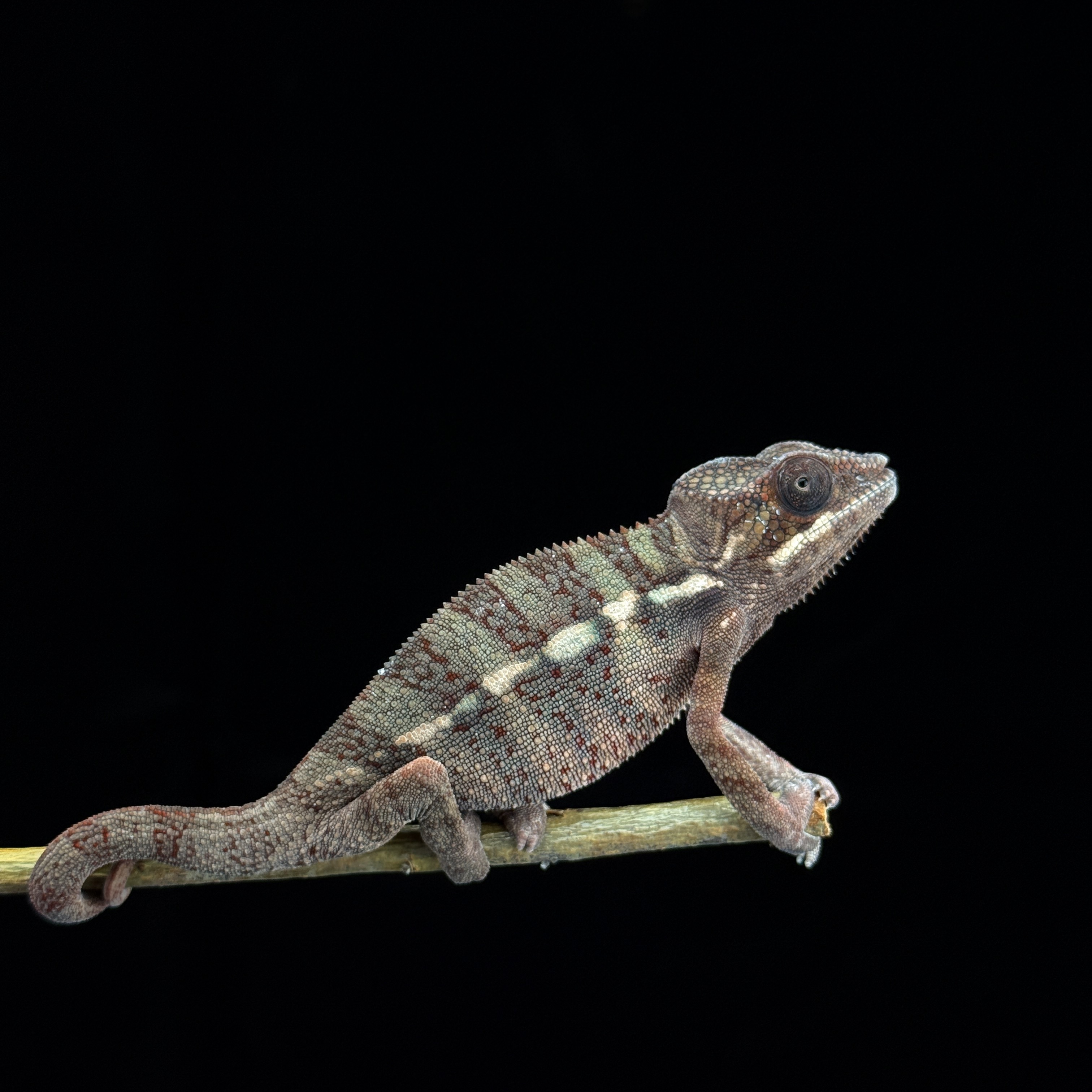 【高雄】Ambilobe 安比諾貝 ｜amb-m171f