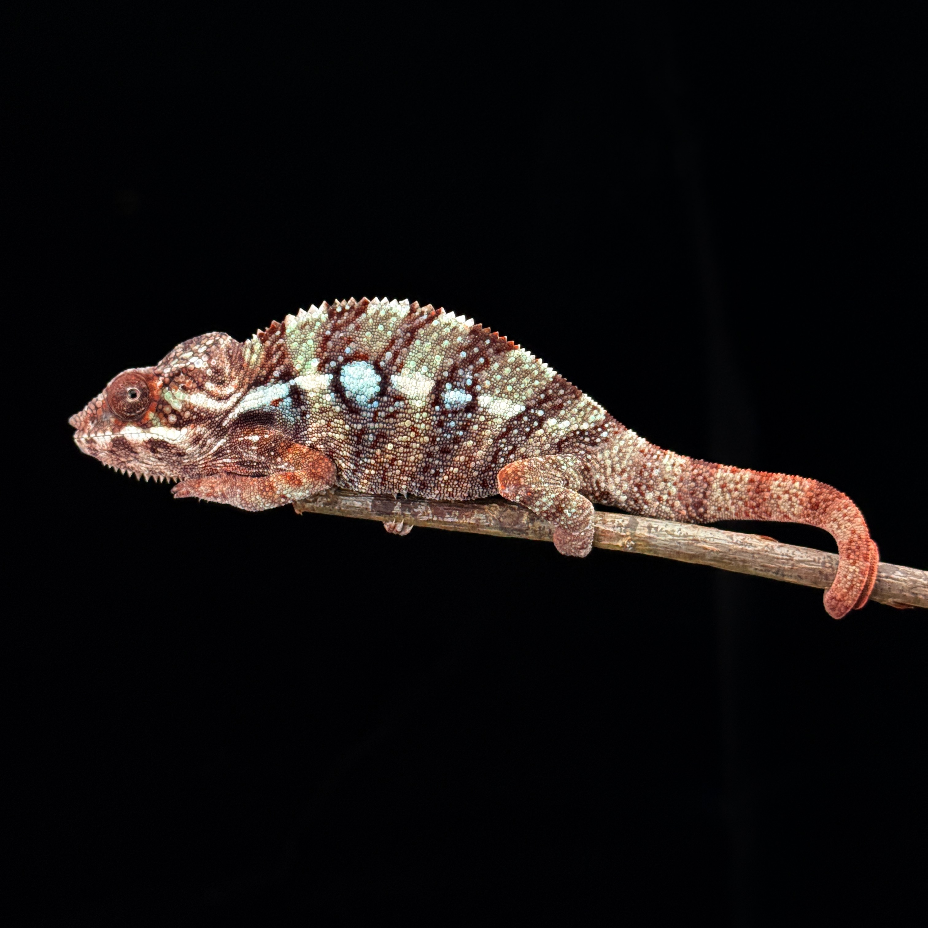 【高雄】Ambilobe 安比諾貝 ｜amb-m172f