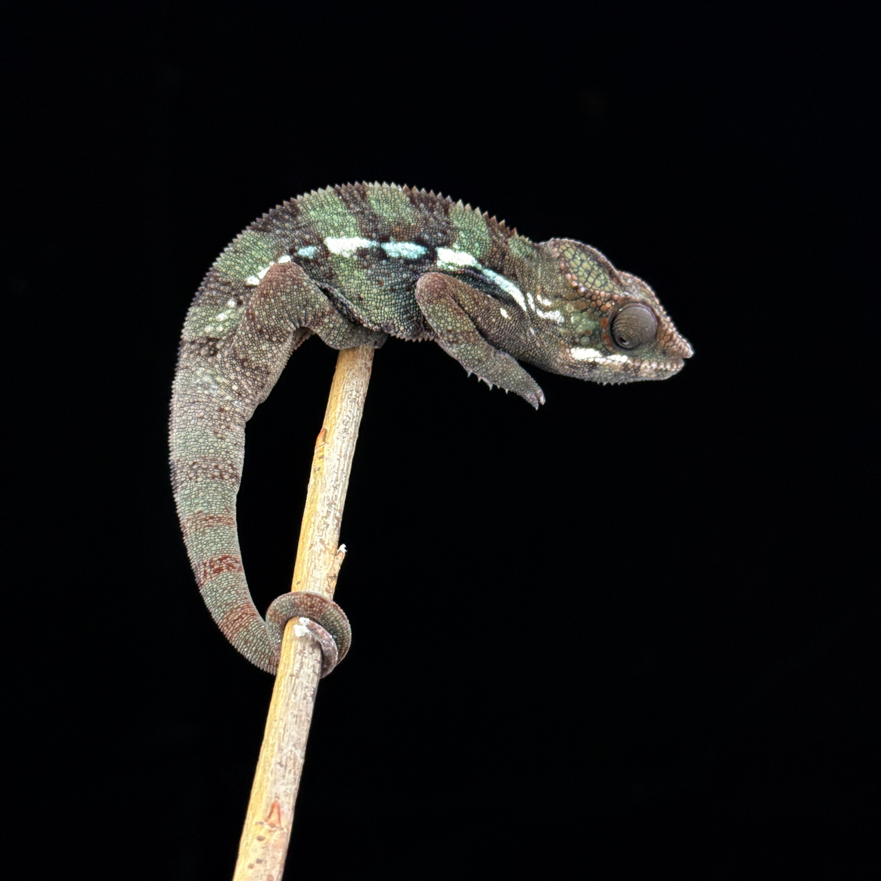 【高雄】Ambilobe 安比諾貝 ｜amb-m173f