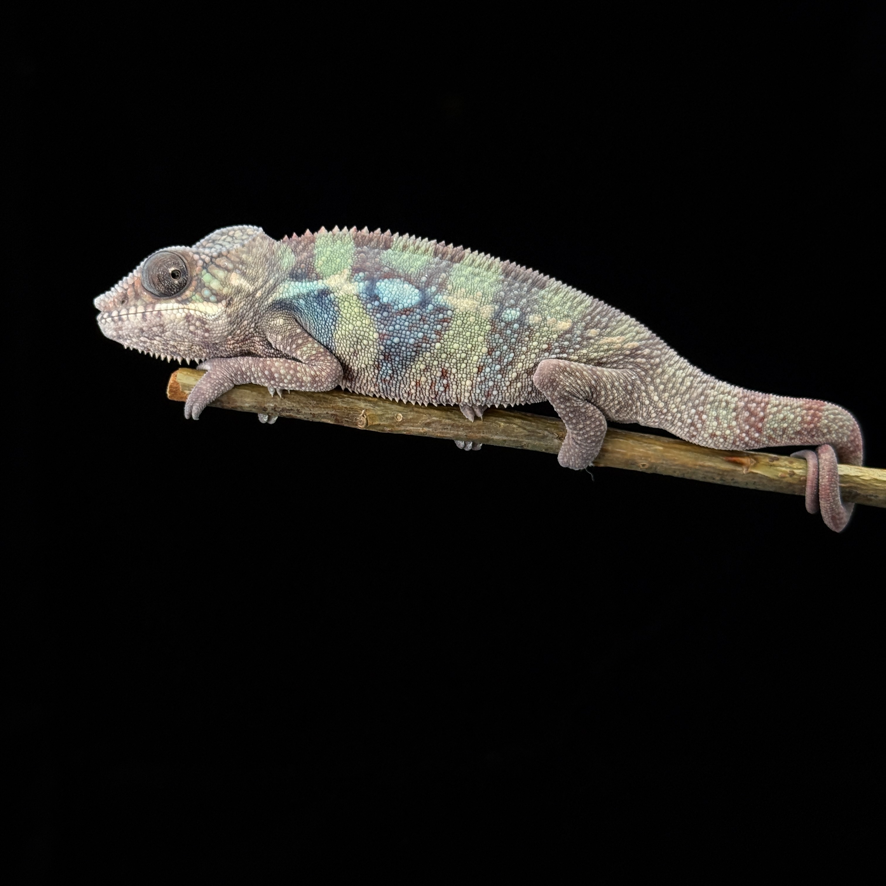 【高雄】Ambilobe 安比諾貝 ｜amb-m179f