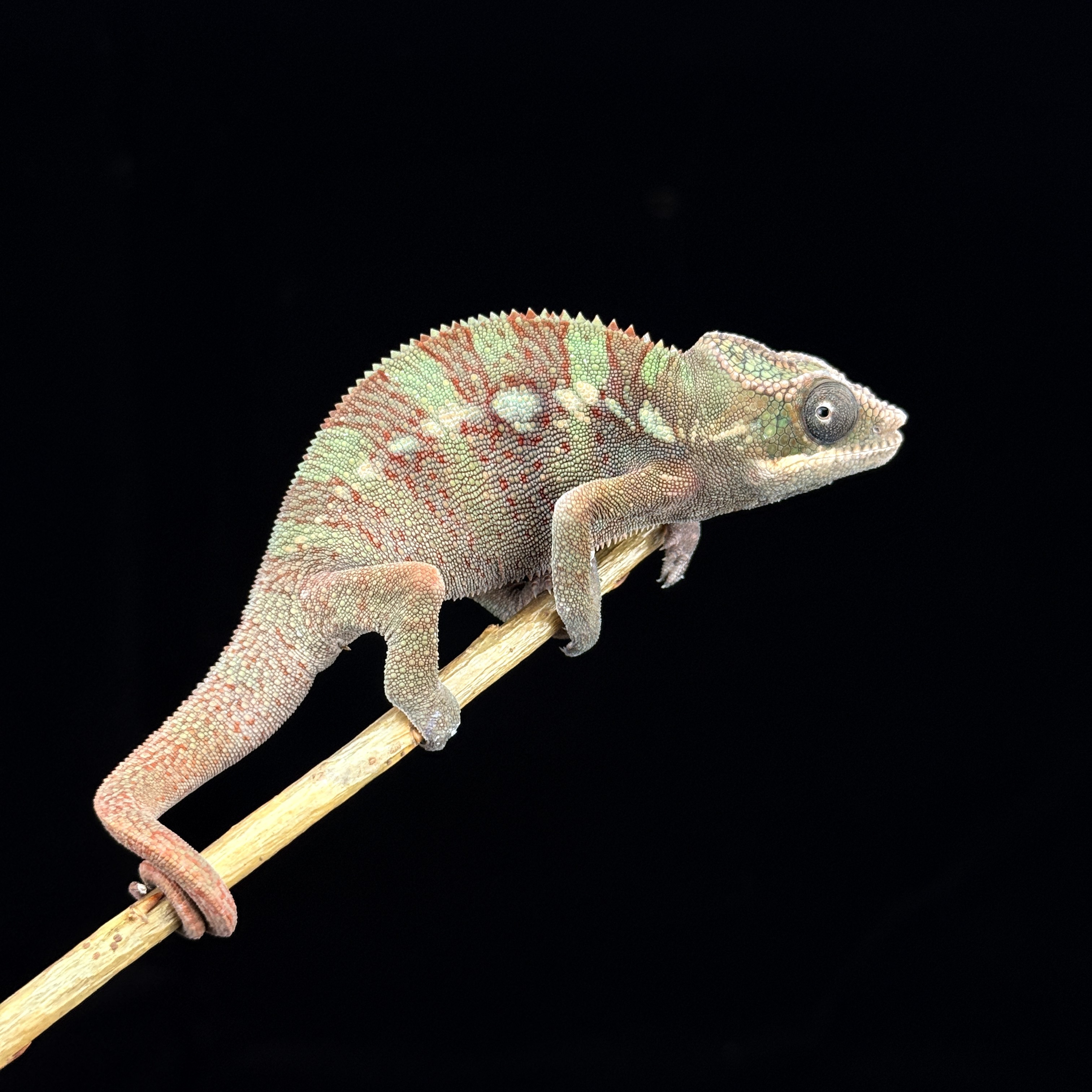 【高雄】Ambilobe 安比諾貝 ｜amb-m203f