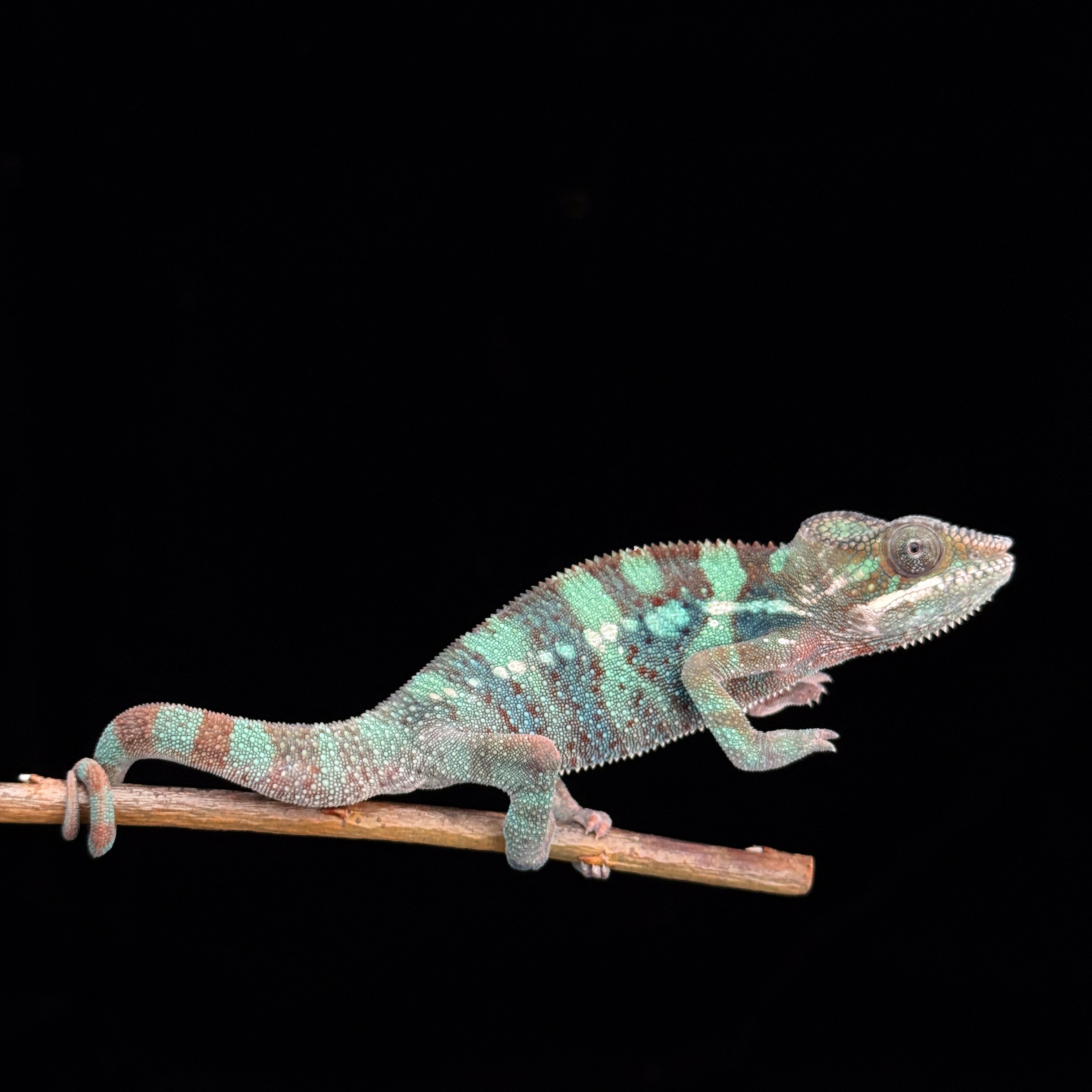 【高雄】Ambilobe 安比諾貝 ｜amb-m205f