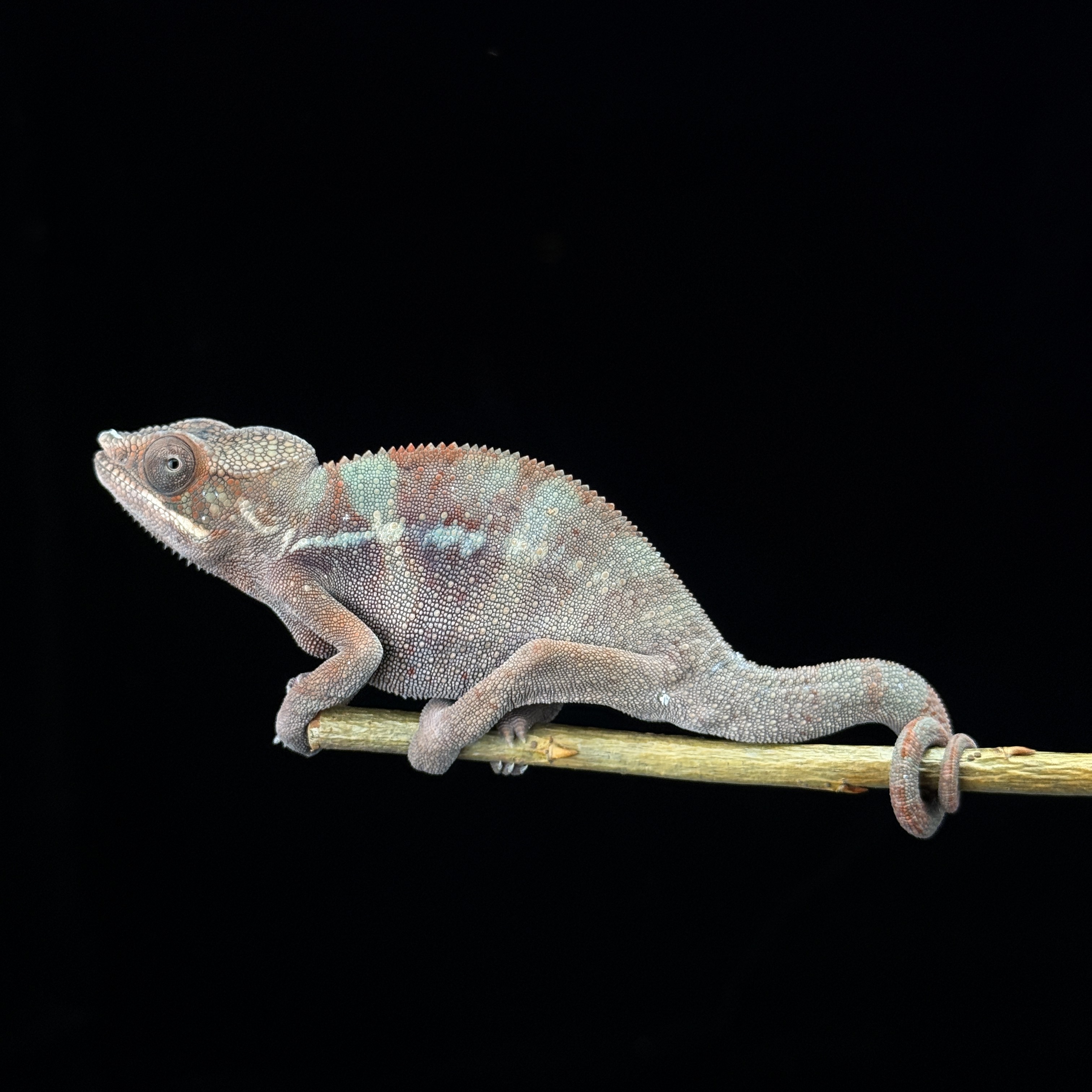 【高雄】 Ambilobe 安比諾貝 ｜amb-m207f