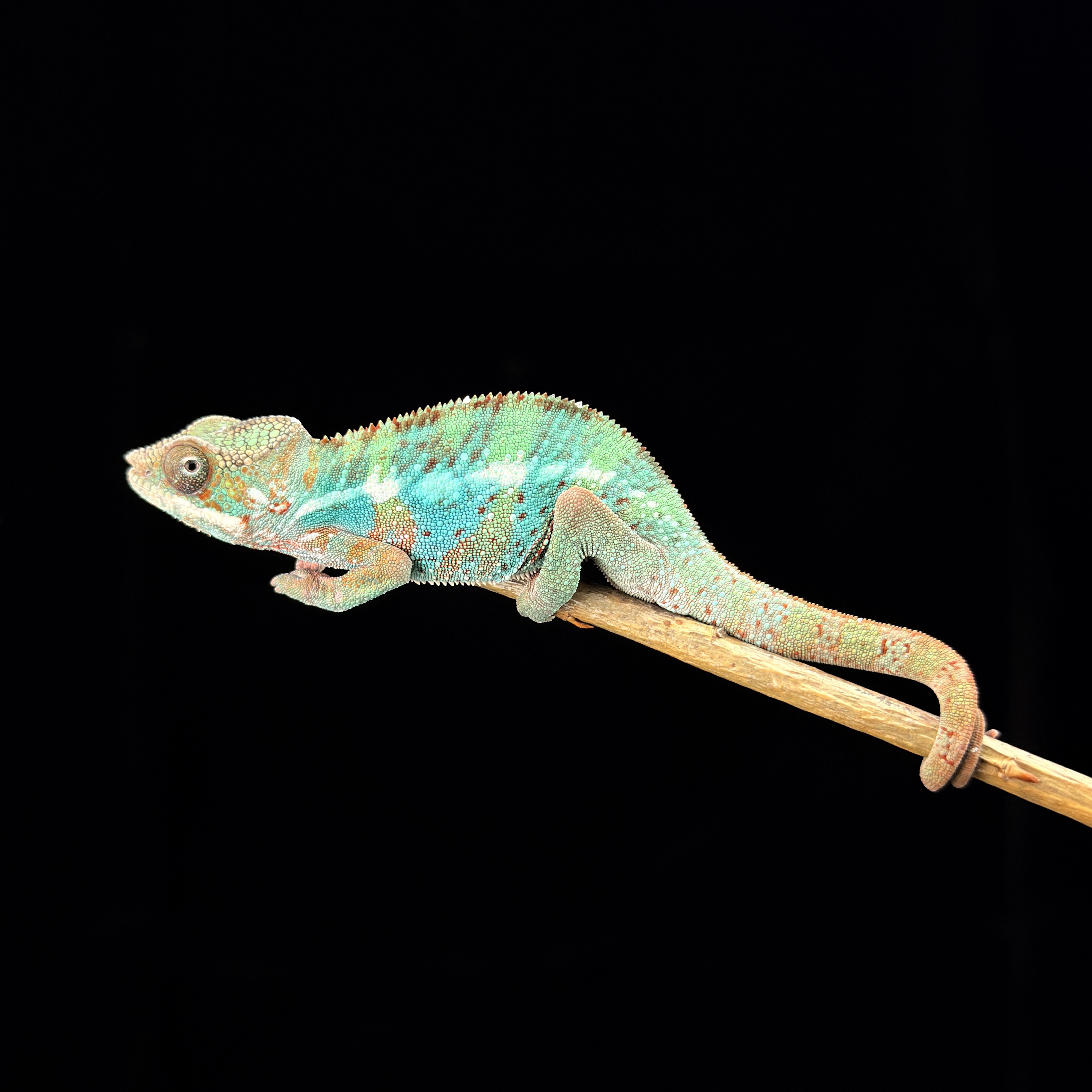 【高雄】 Ambilobe 安比諾貝 ｜amb-m209f