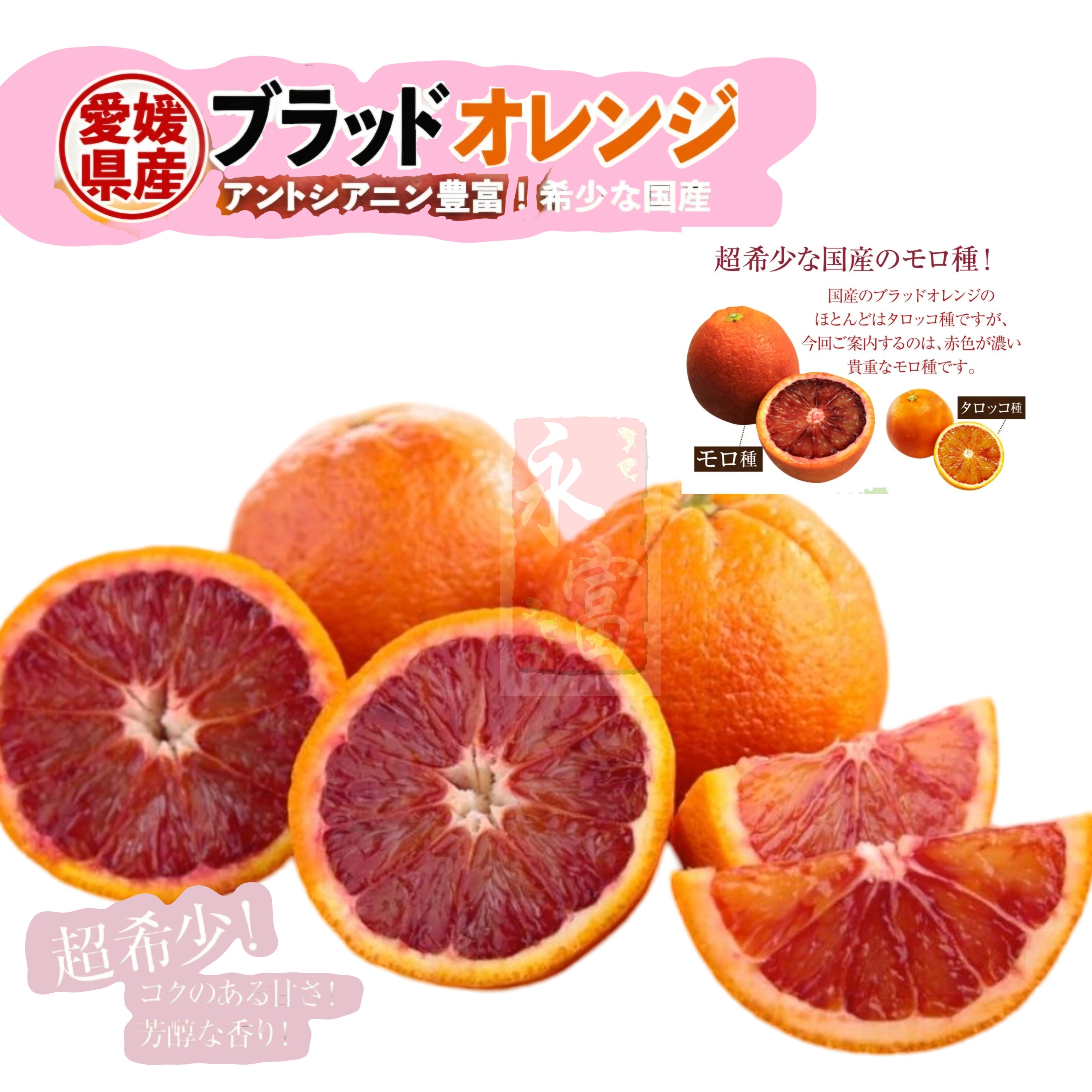 日本愛媛縣血橙