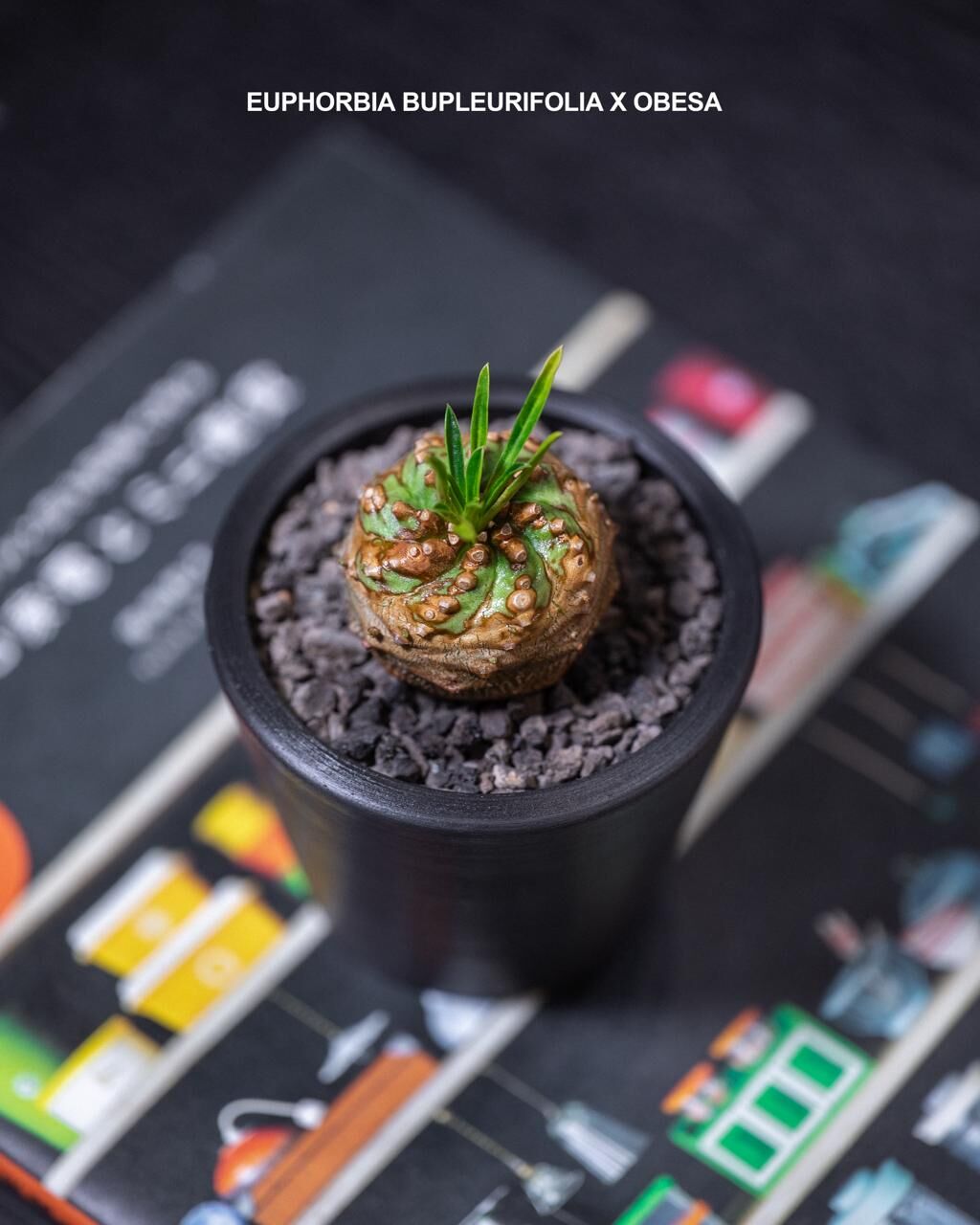 オベサ鉄甲 -  螺旋丸