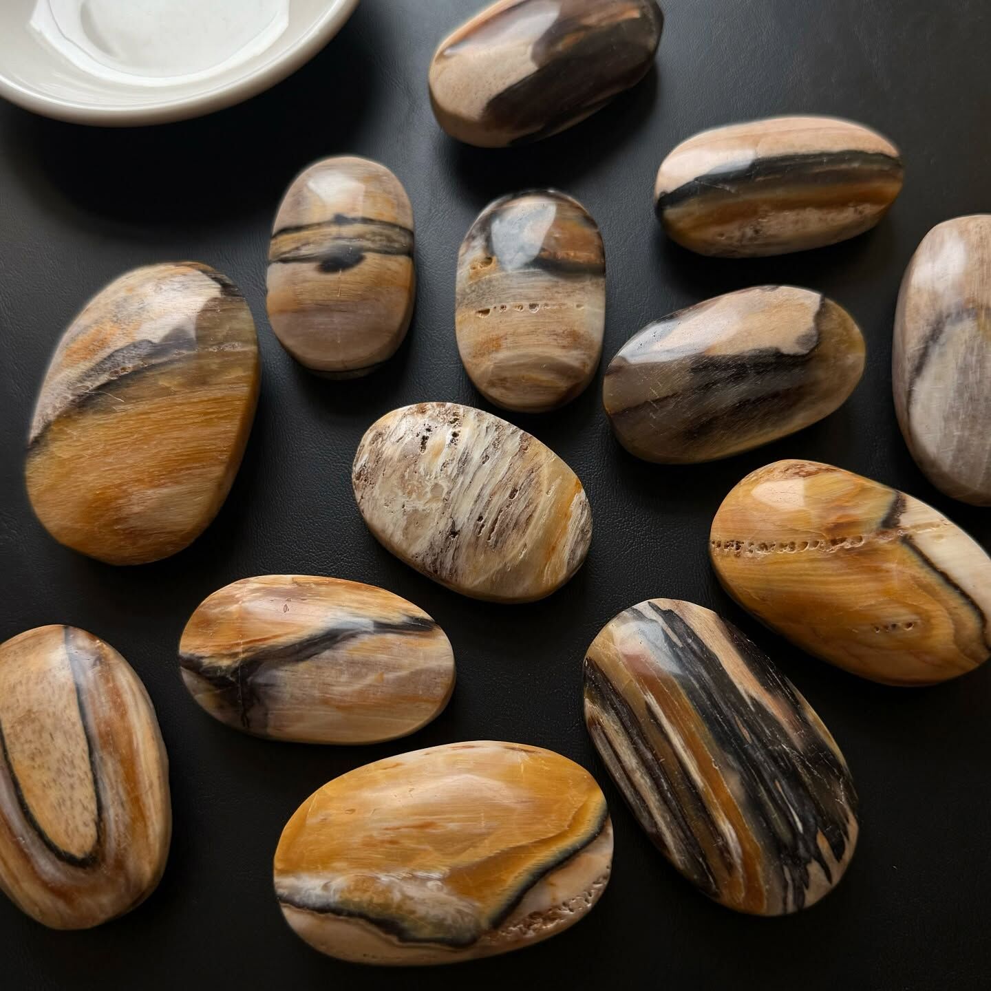 [原石] 棕櫚根石 木化石 水晶把玩