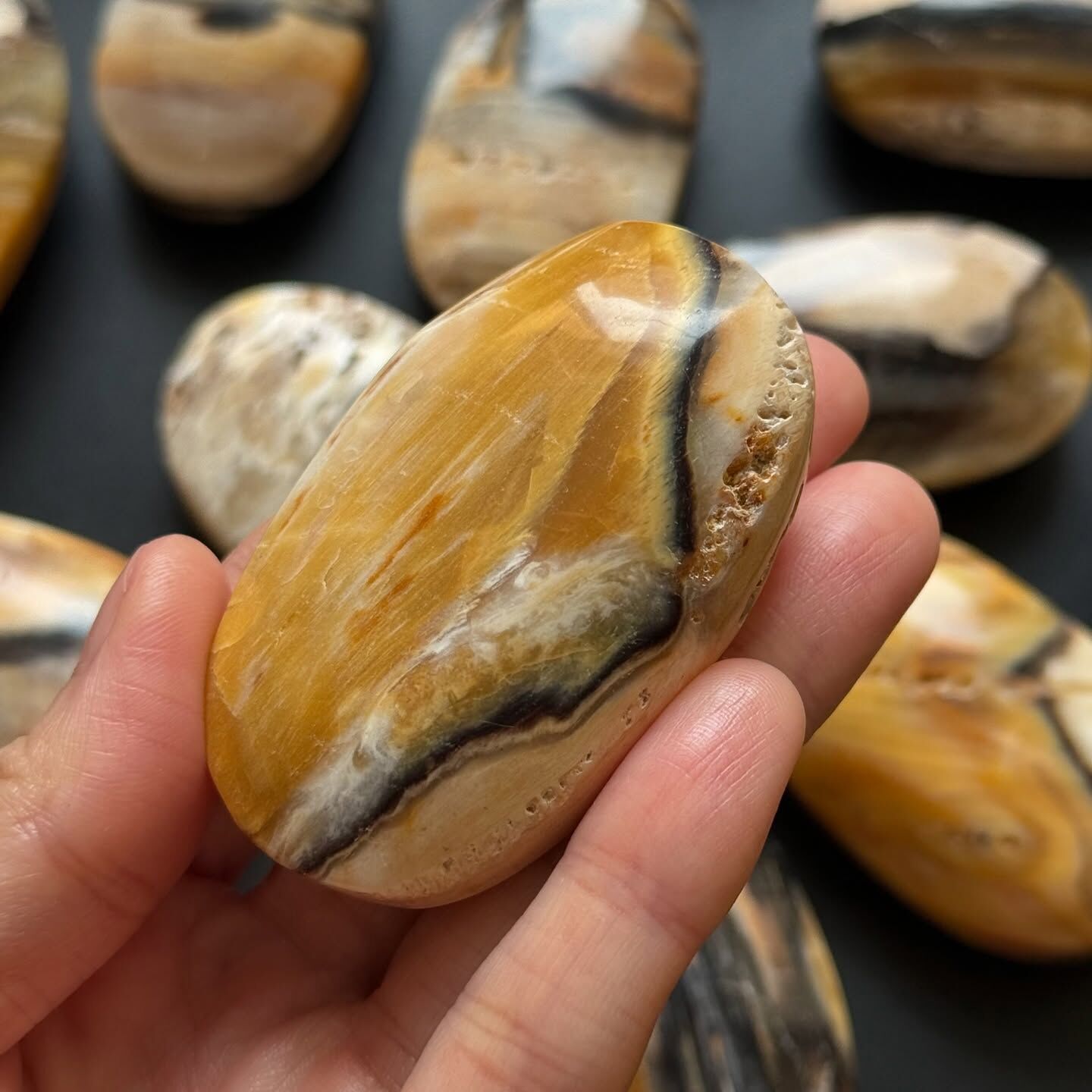 [原石] 棕櫚根石 木化石 水晶把玩