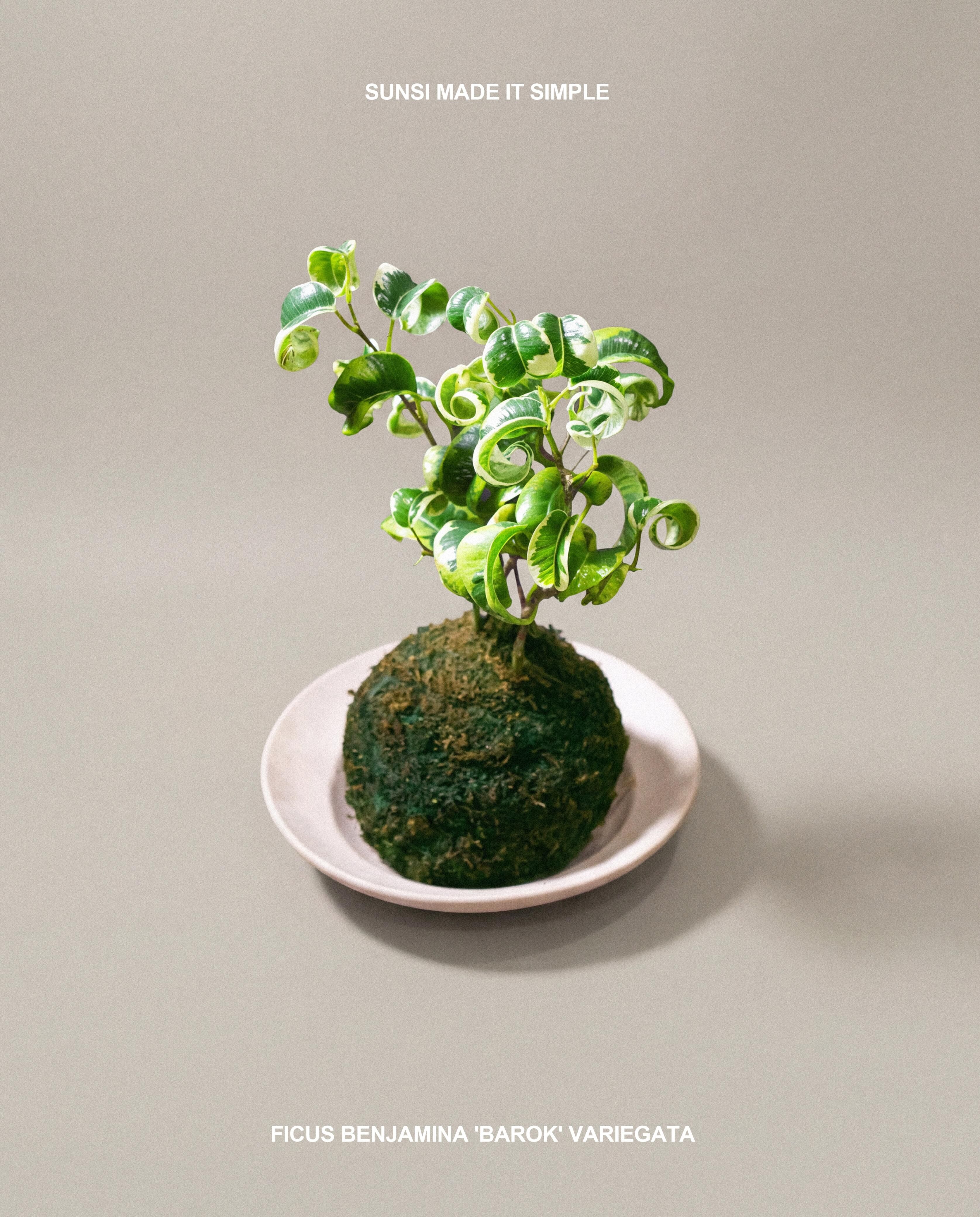 花葉卷心榕苔玉 — Ficus benjamina ‘Barok’