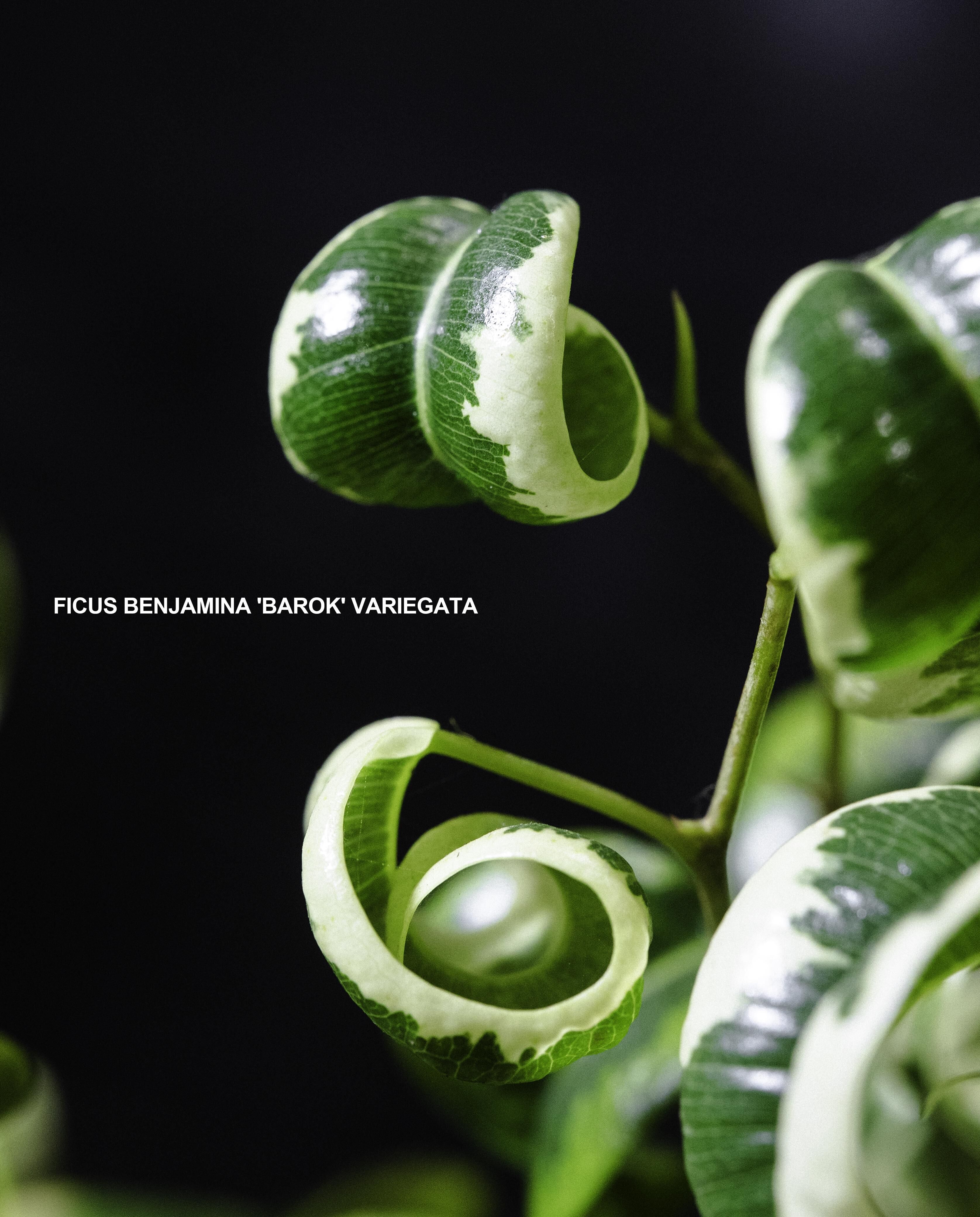 花葉卷心榕苔玉 — Ficus benjamina ‘Barok’