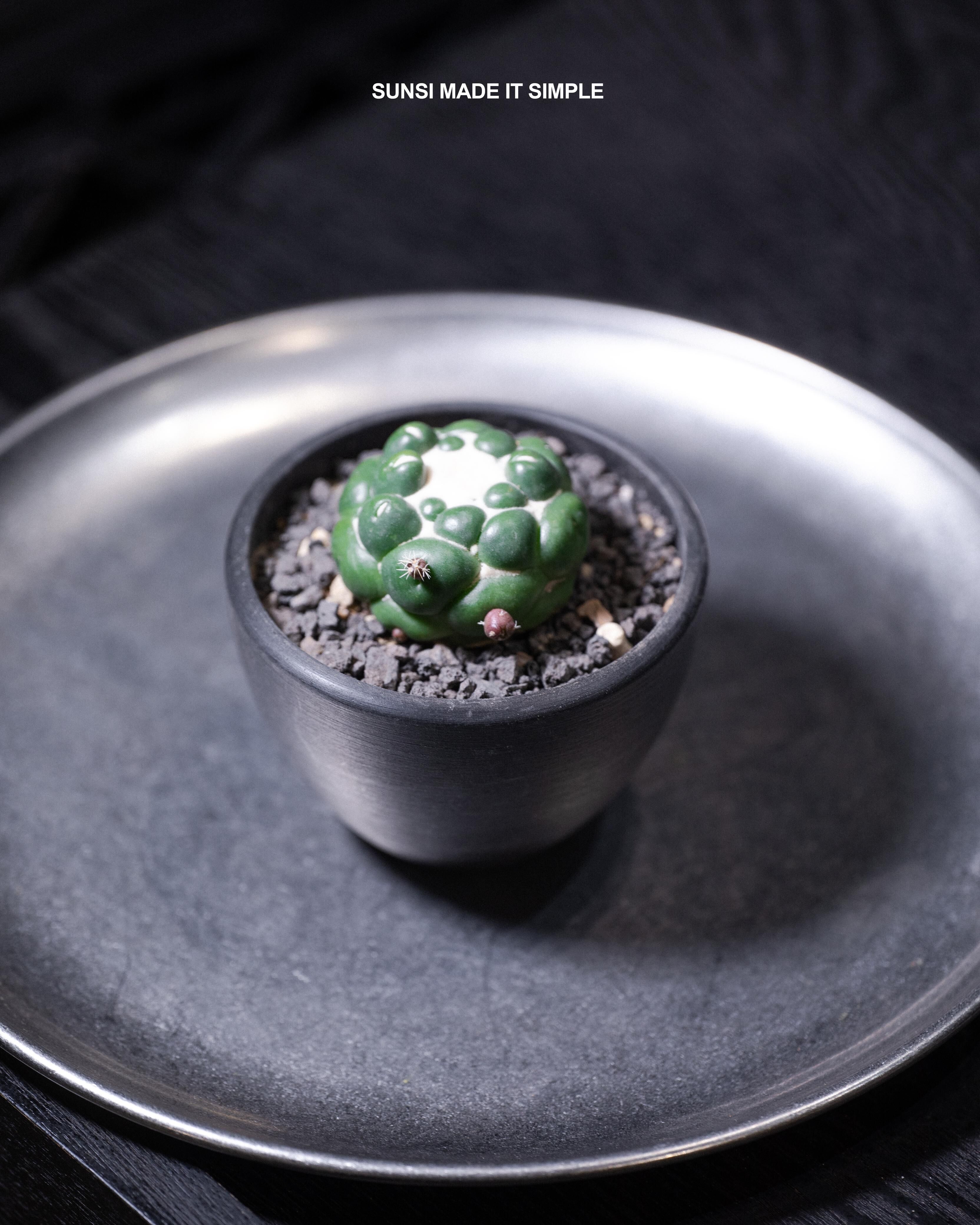 無刺象牙丸 C. elephantidens inermis