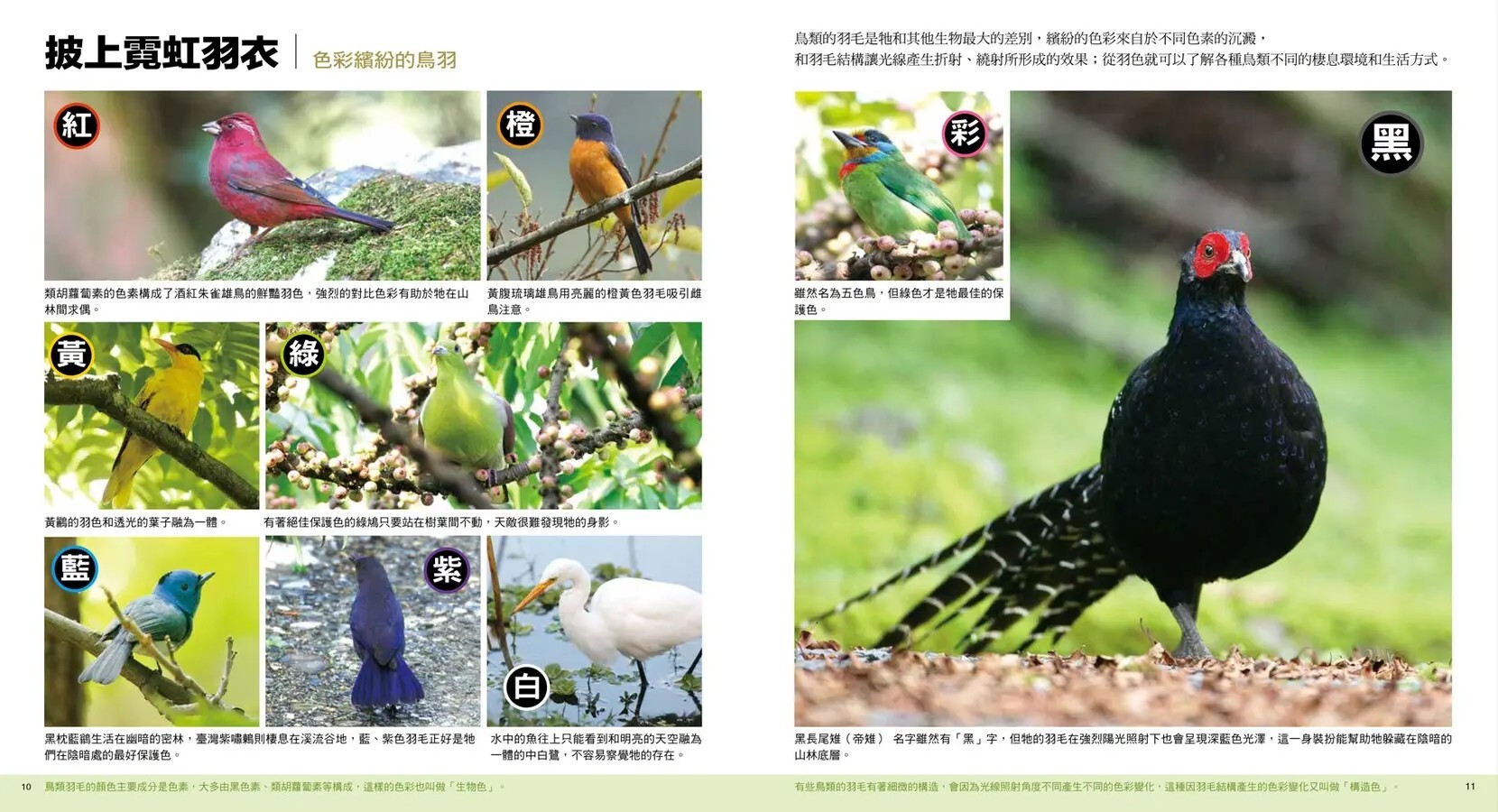 鳥類不簡單（新版）