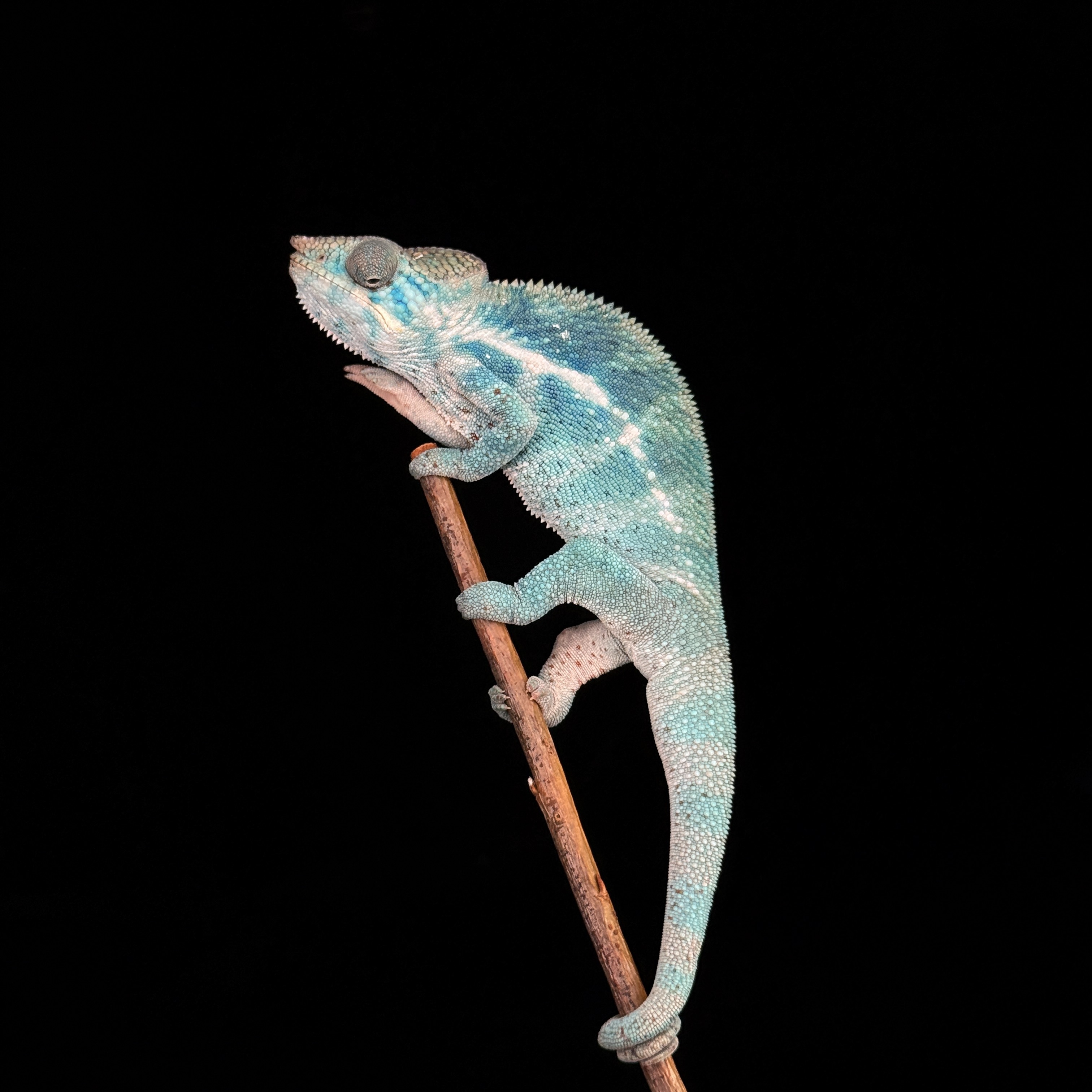 【高雄】Nosy Faly 諾西菲力 ｜nfy-m187f