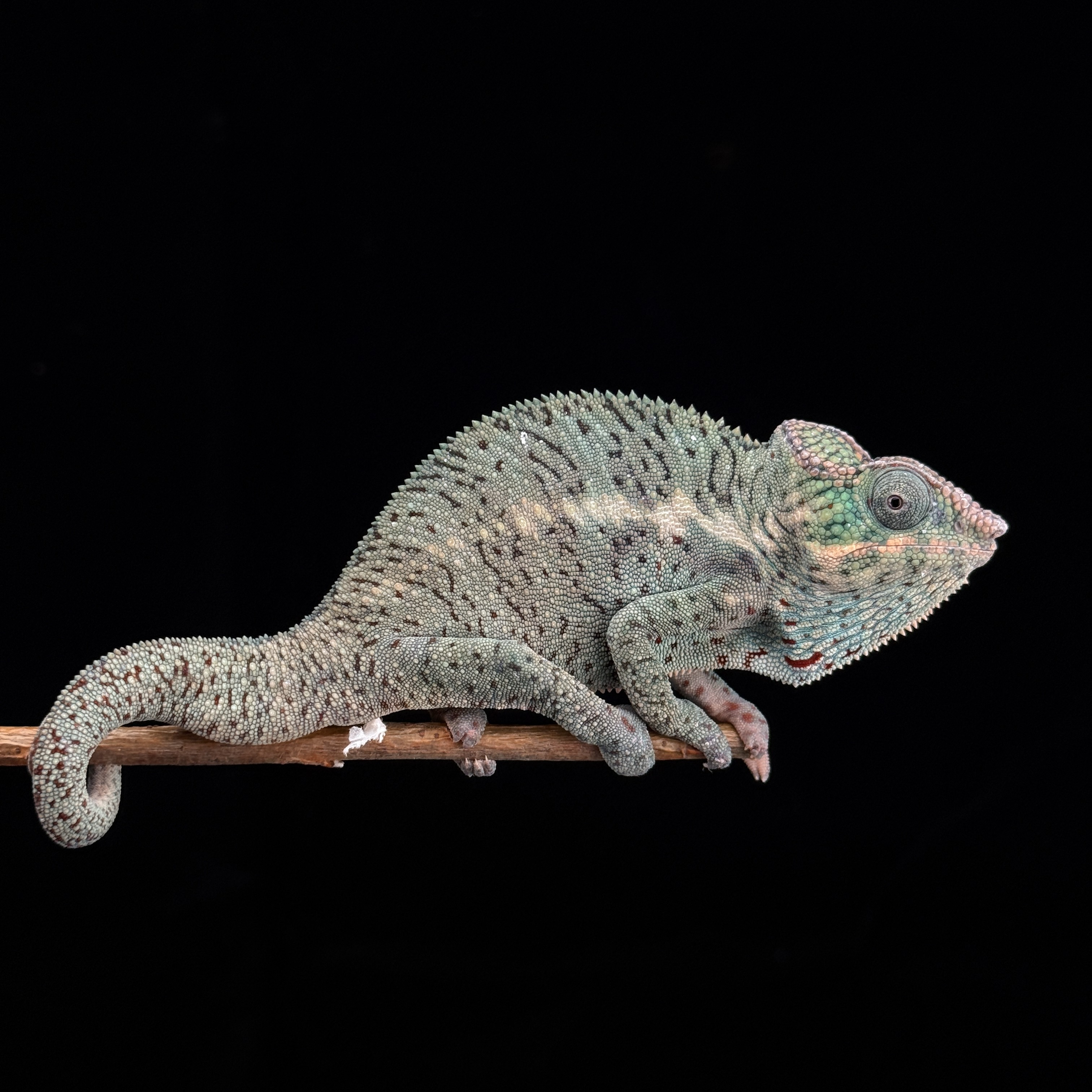 【高雄】 Nosy Faly 諾西菲力 ｜nfy-m191f