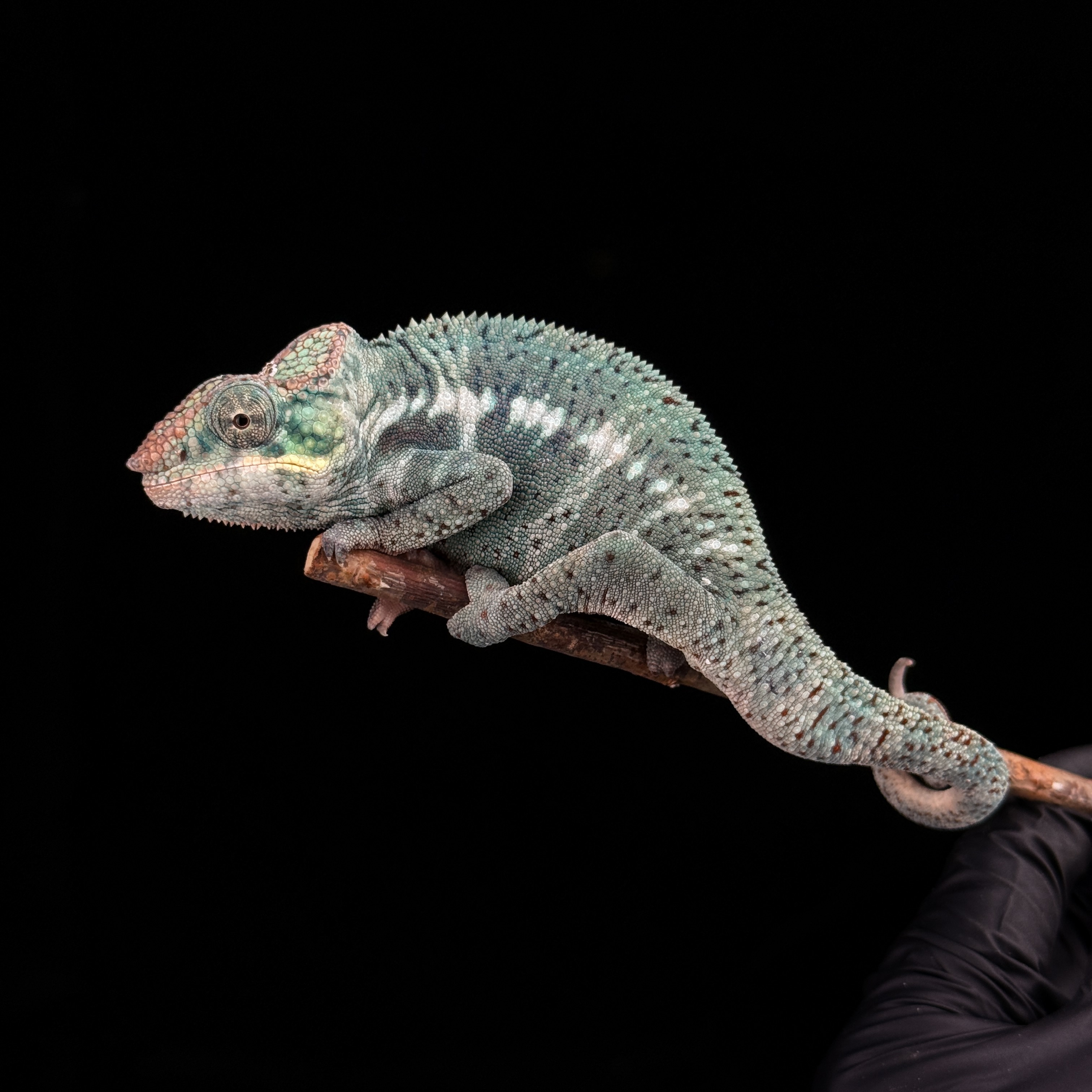 【高雄】Nosy Faly 諾西菲力 ｜nfy-m192f