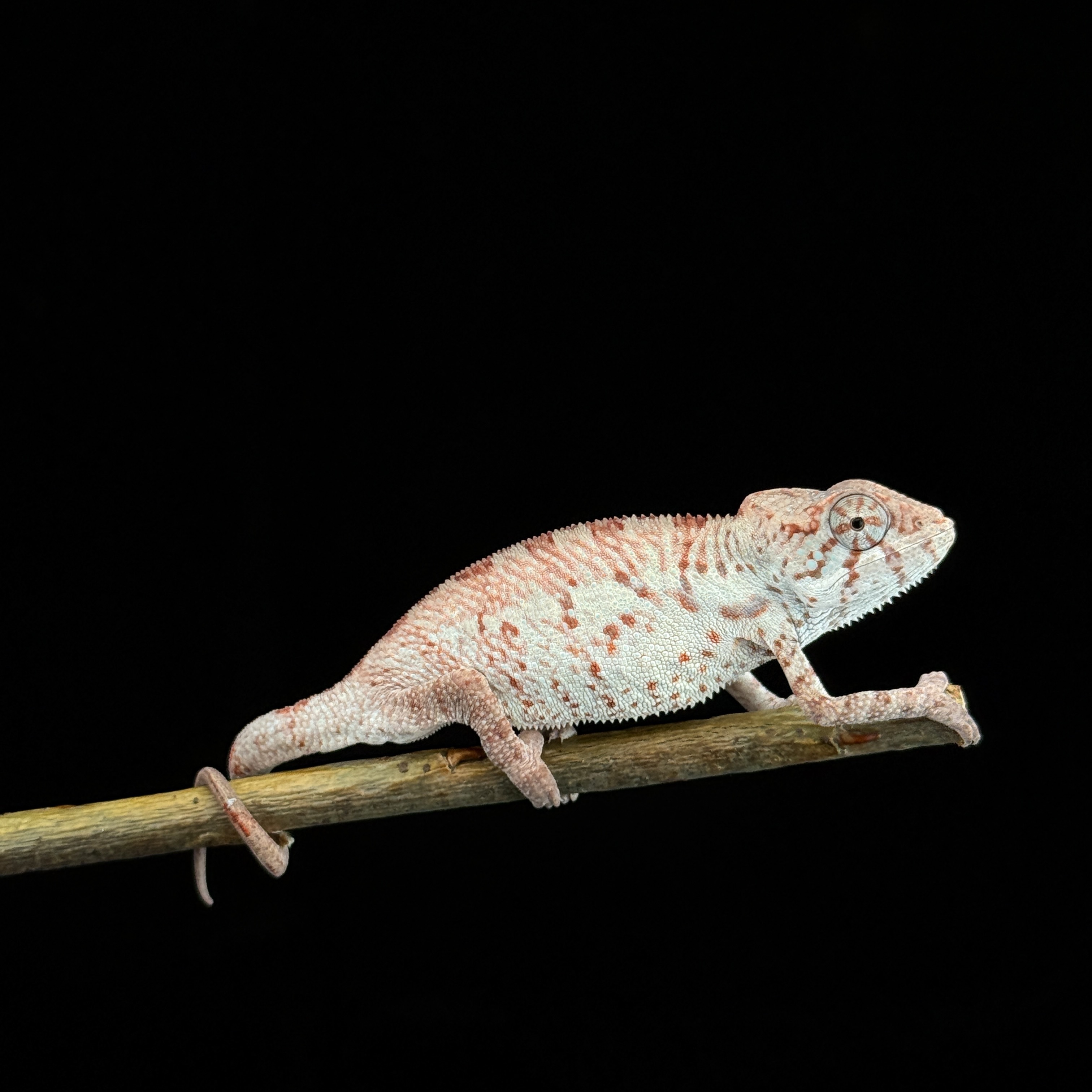 【高雄】Nosy Faly 諾西菲力 ｜nfy-m1113f