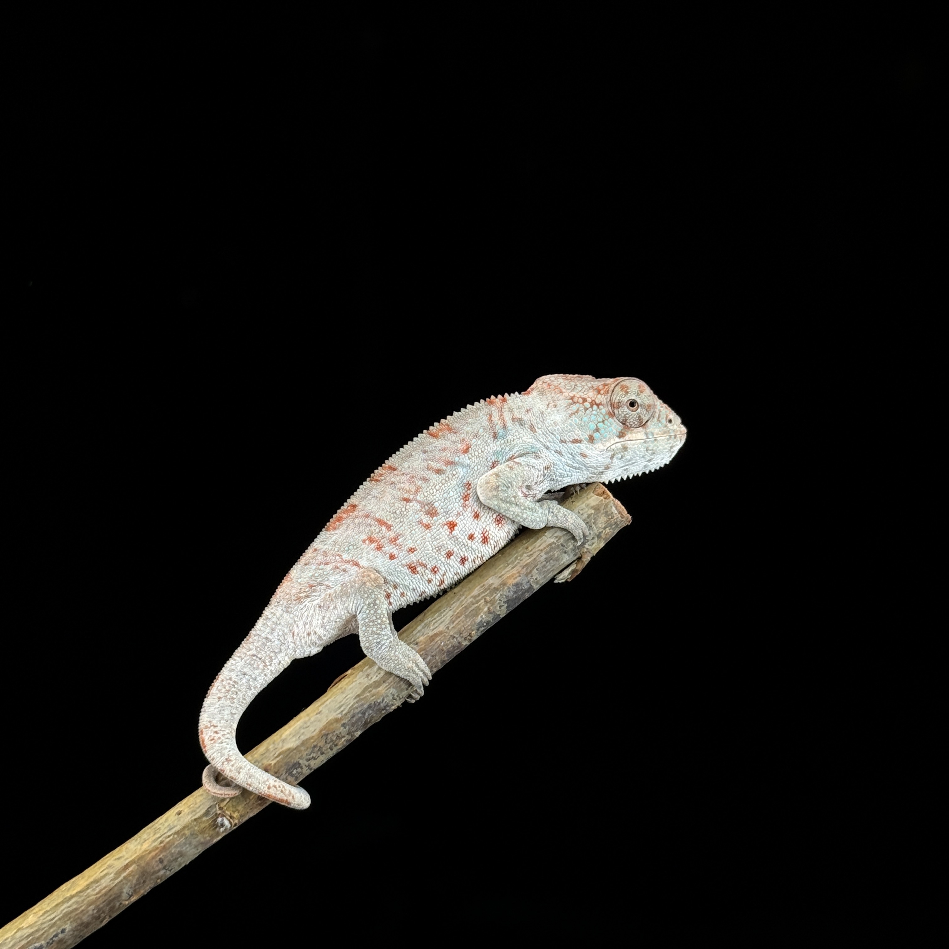 【高雄】Nosy Faly 諾西菲力 ｜nfy-m1114f