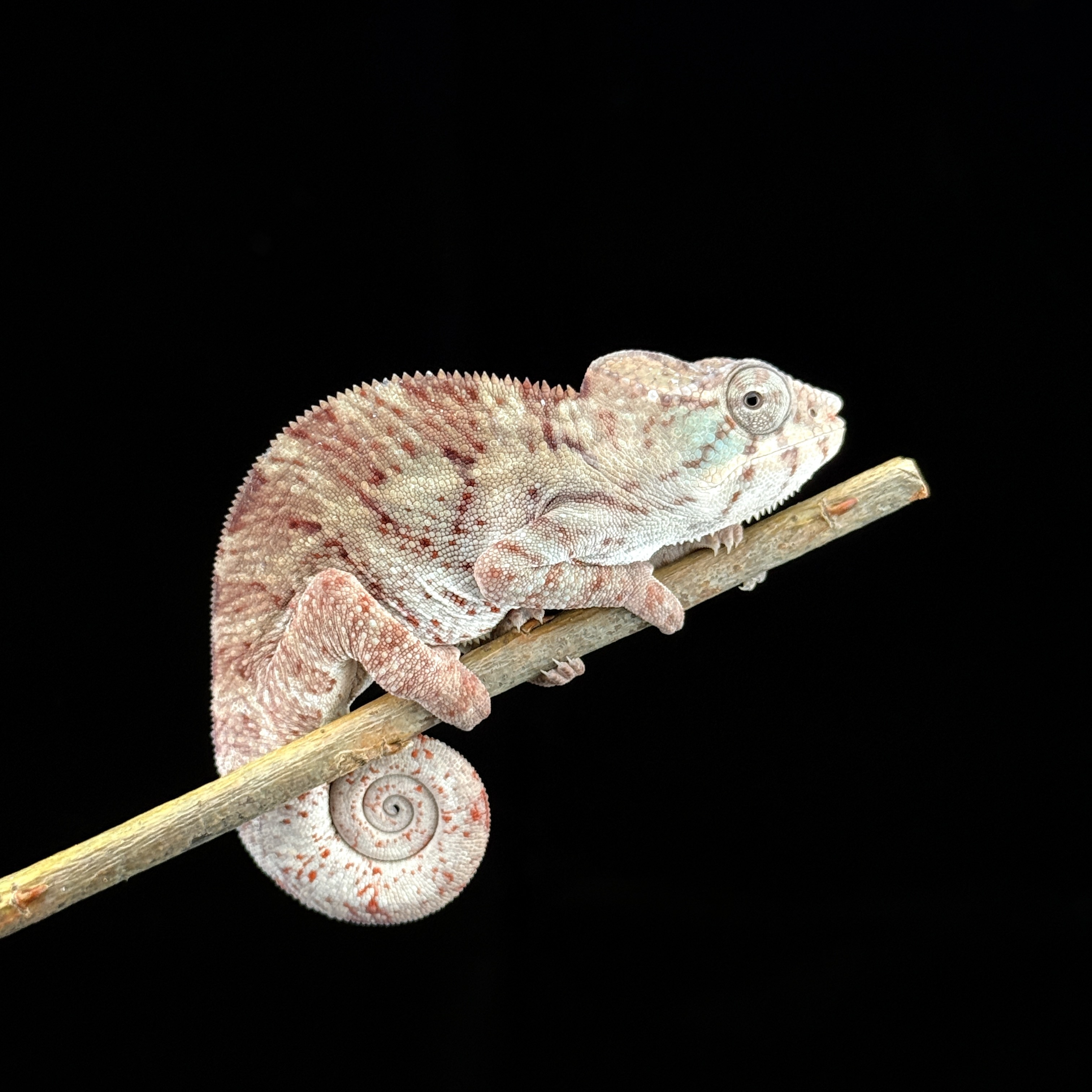 【高雄】Nosy Faly 諾西菲力 ｜nfy-m1115f