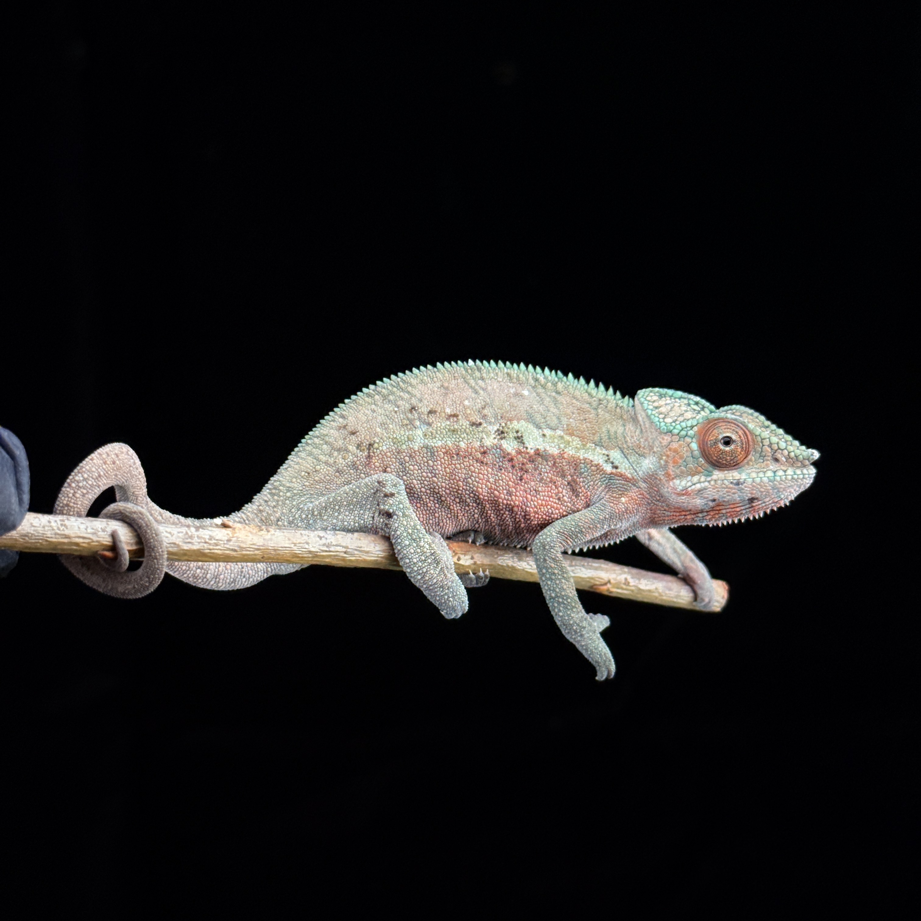 [高雄] ankaramy 安卡拉美 |akrm-m193f