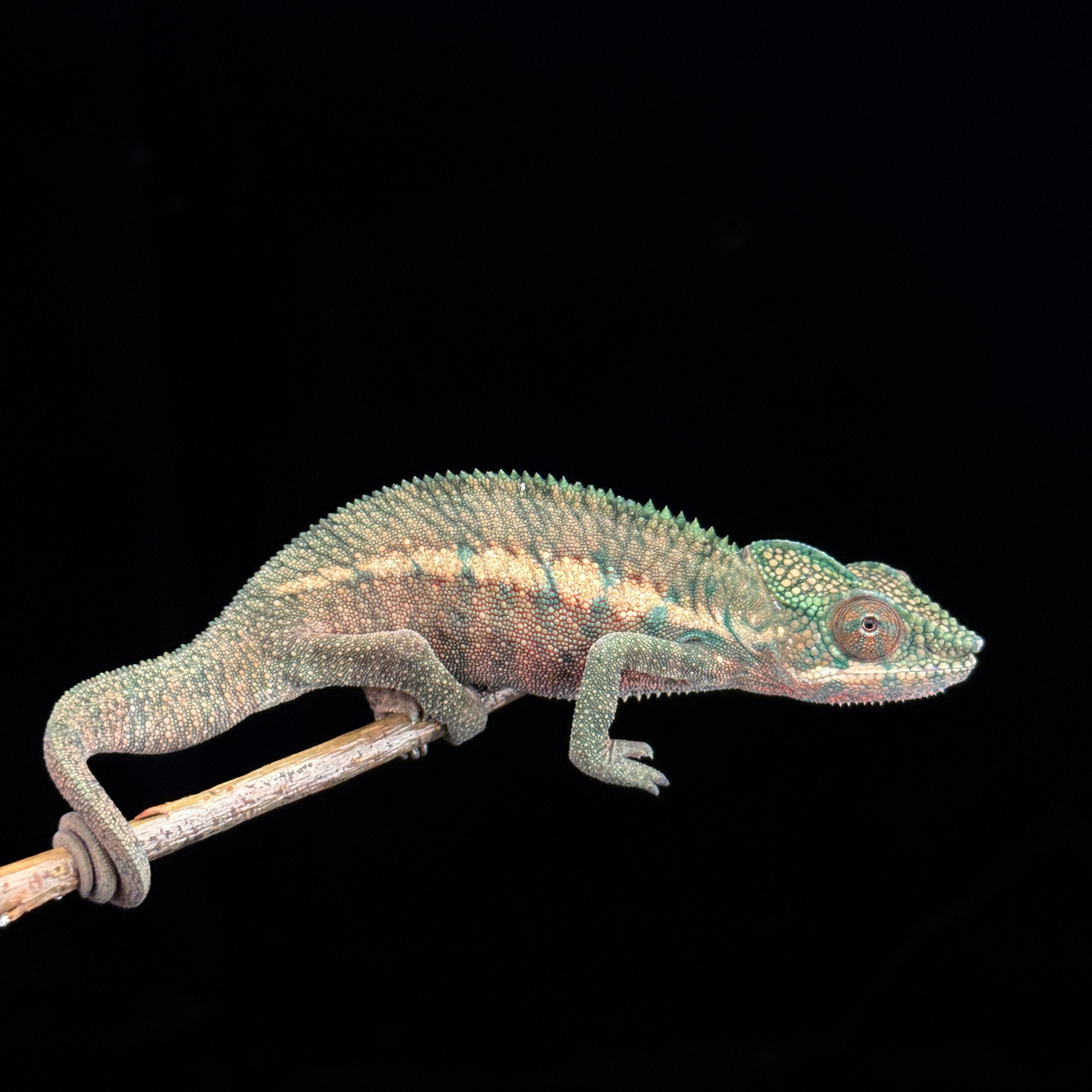 [高雄] ankaramy 安卡拉美 |akrm-m194f