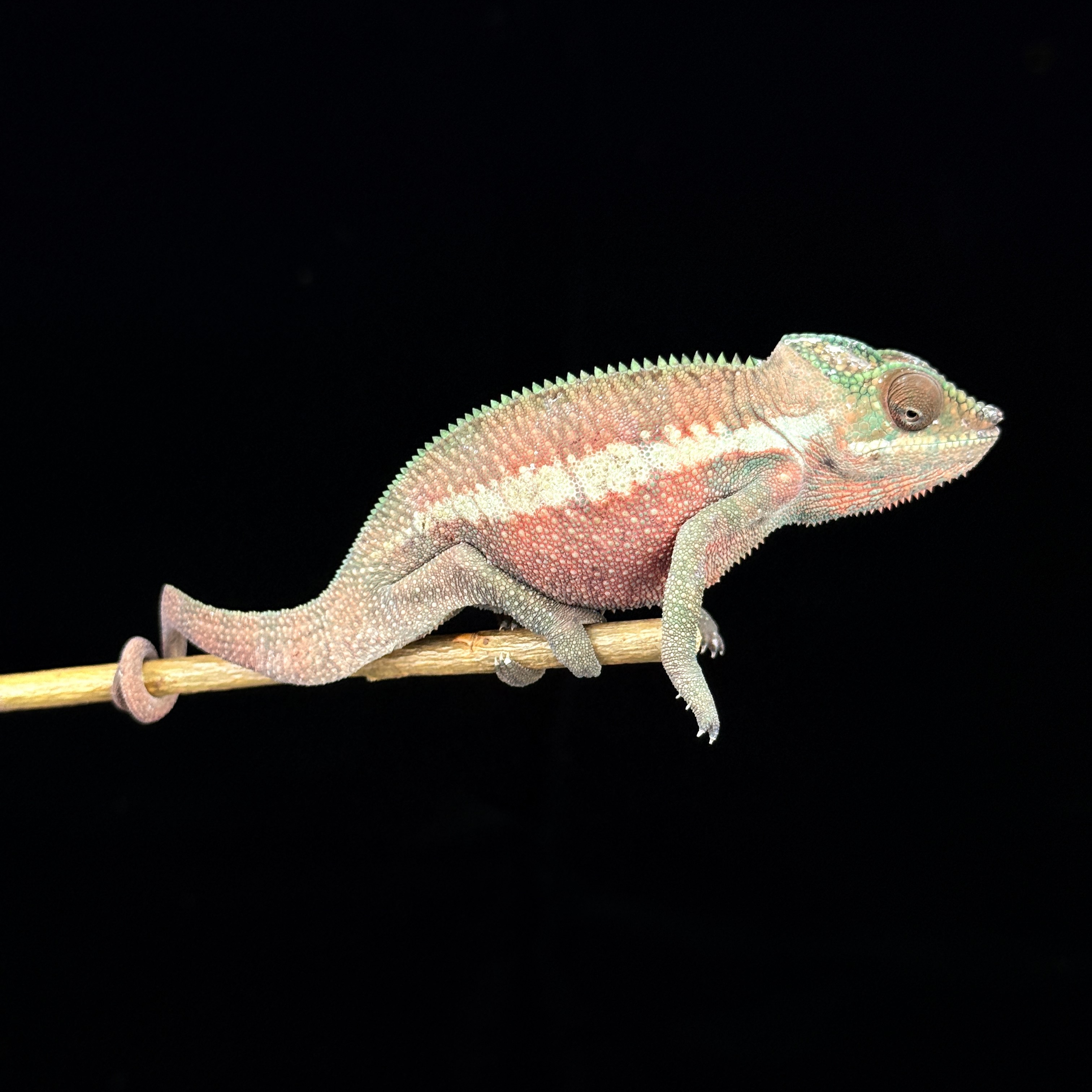 [高雄] ankaramy 安卡拉美 |akrm-m196f