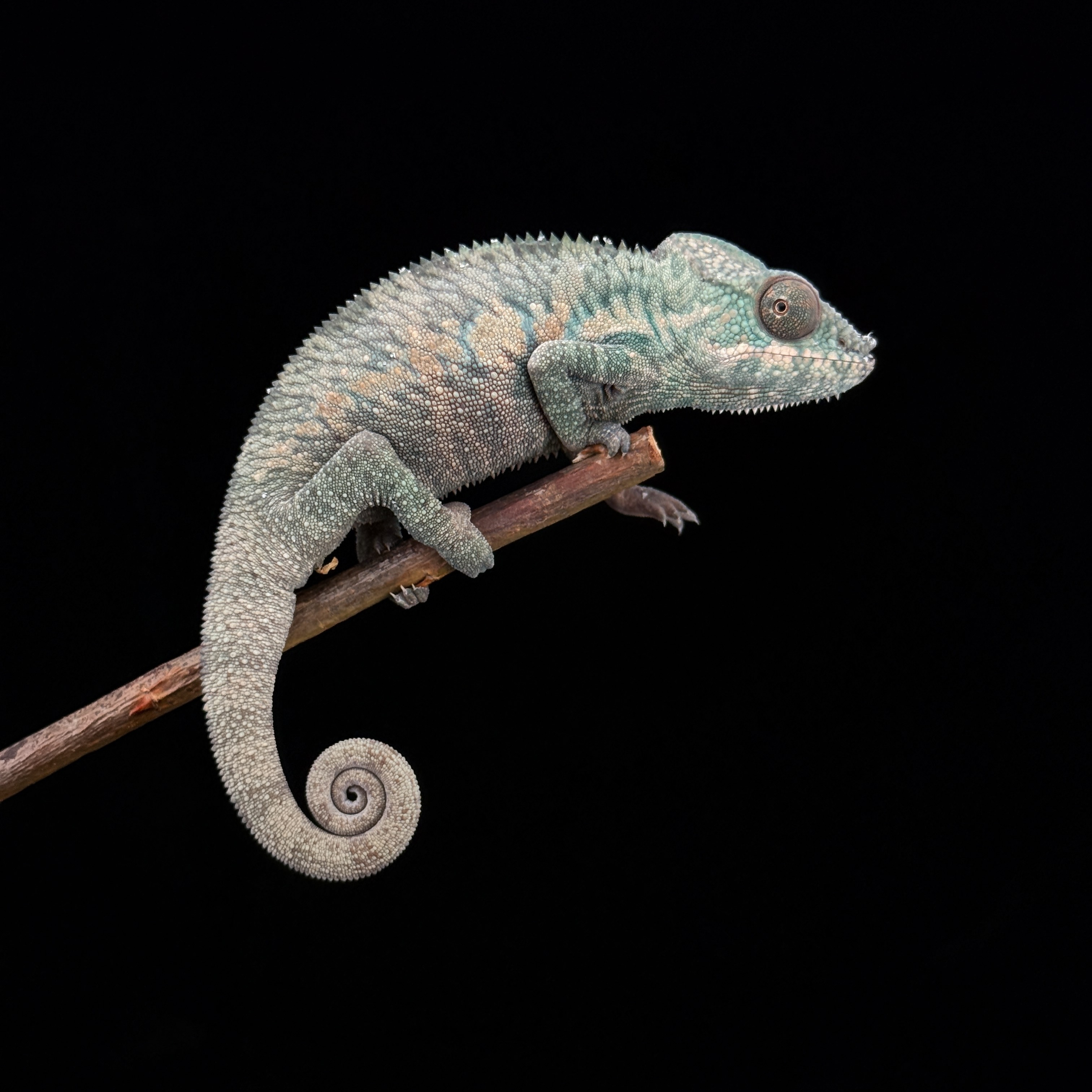 [高雄] ankaramy 安卡拉美 |akrm-m197f