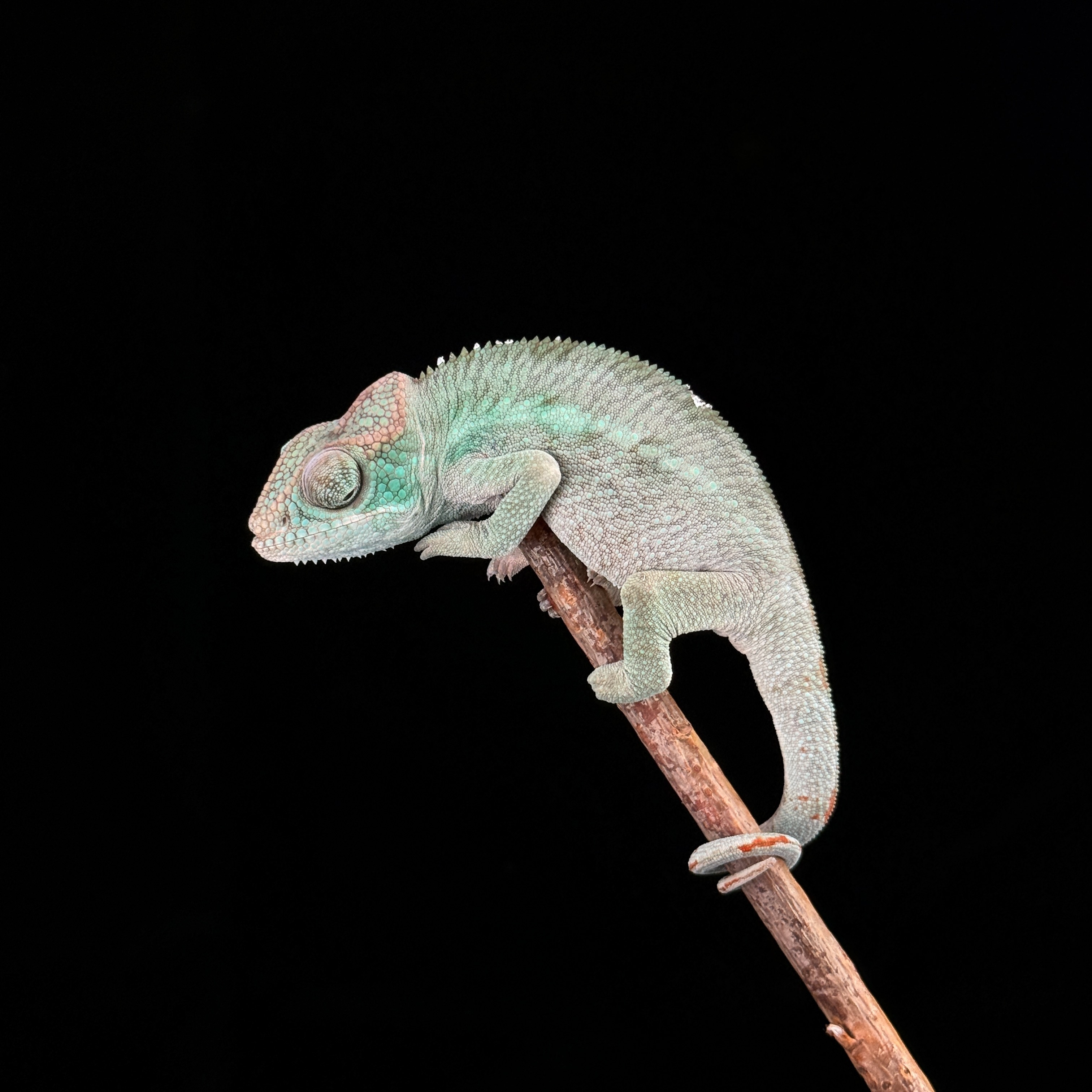 【高雄】 Ambanja 安班加 ｜abj-m147f