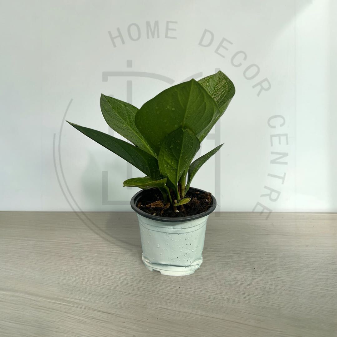 富貴花燭-聚寶盆