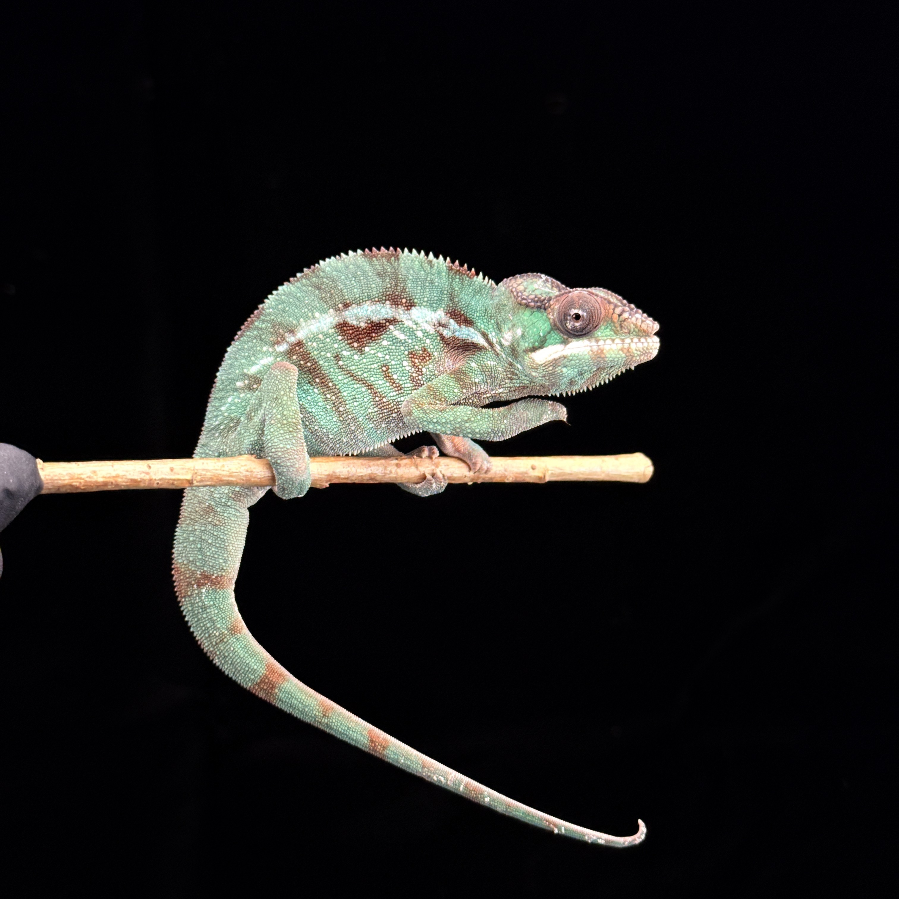 【高雄】Mitsio 米茲歐 |mso-m1110f