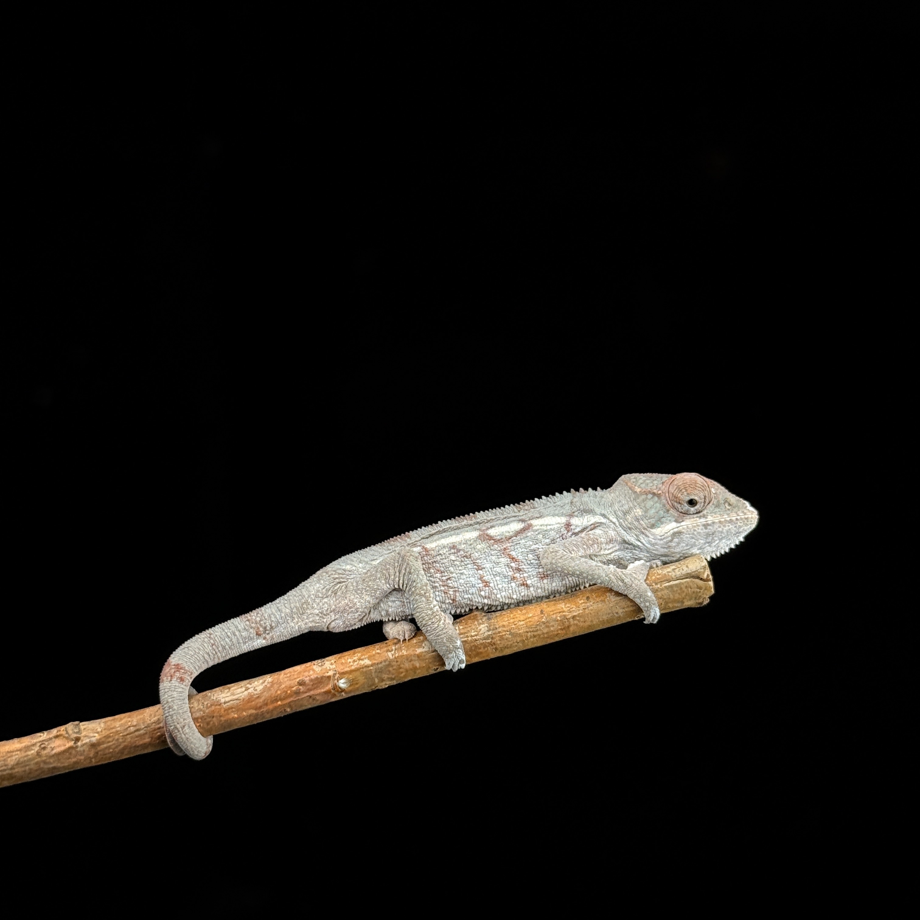 【高雄】Mitsio 米茲歐 |mso-m1111f