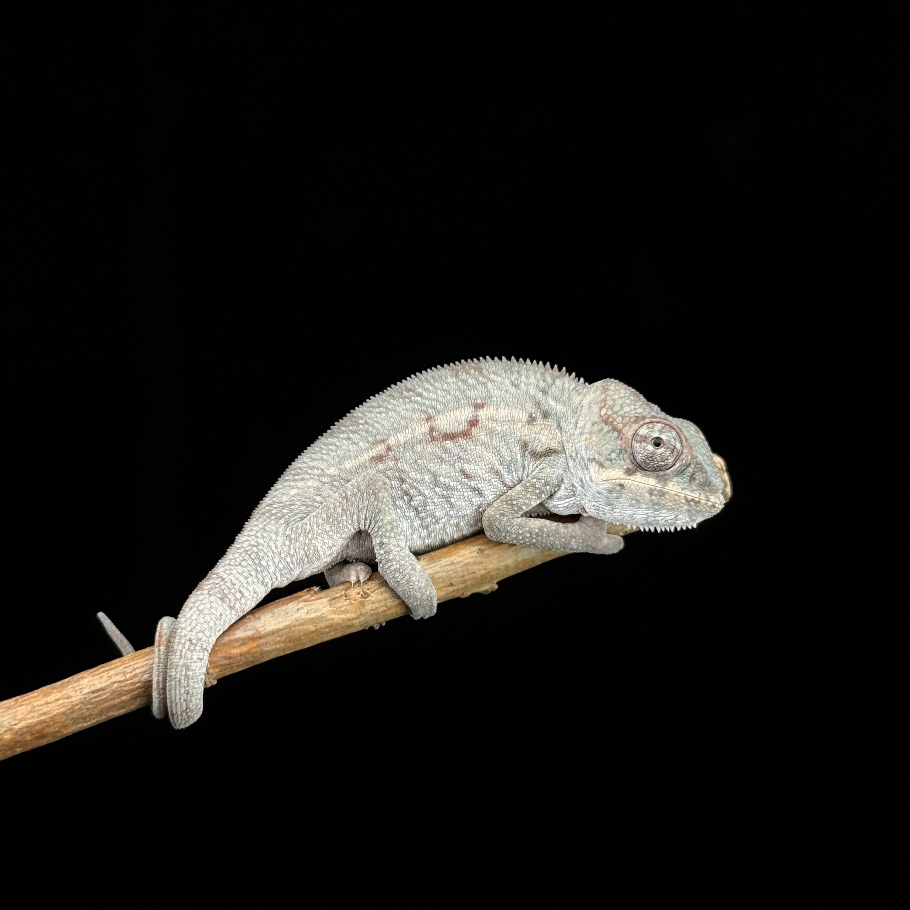 【高雄】Mitsio 米茲歐 |mso-m1112f