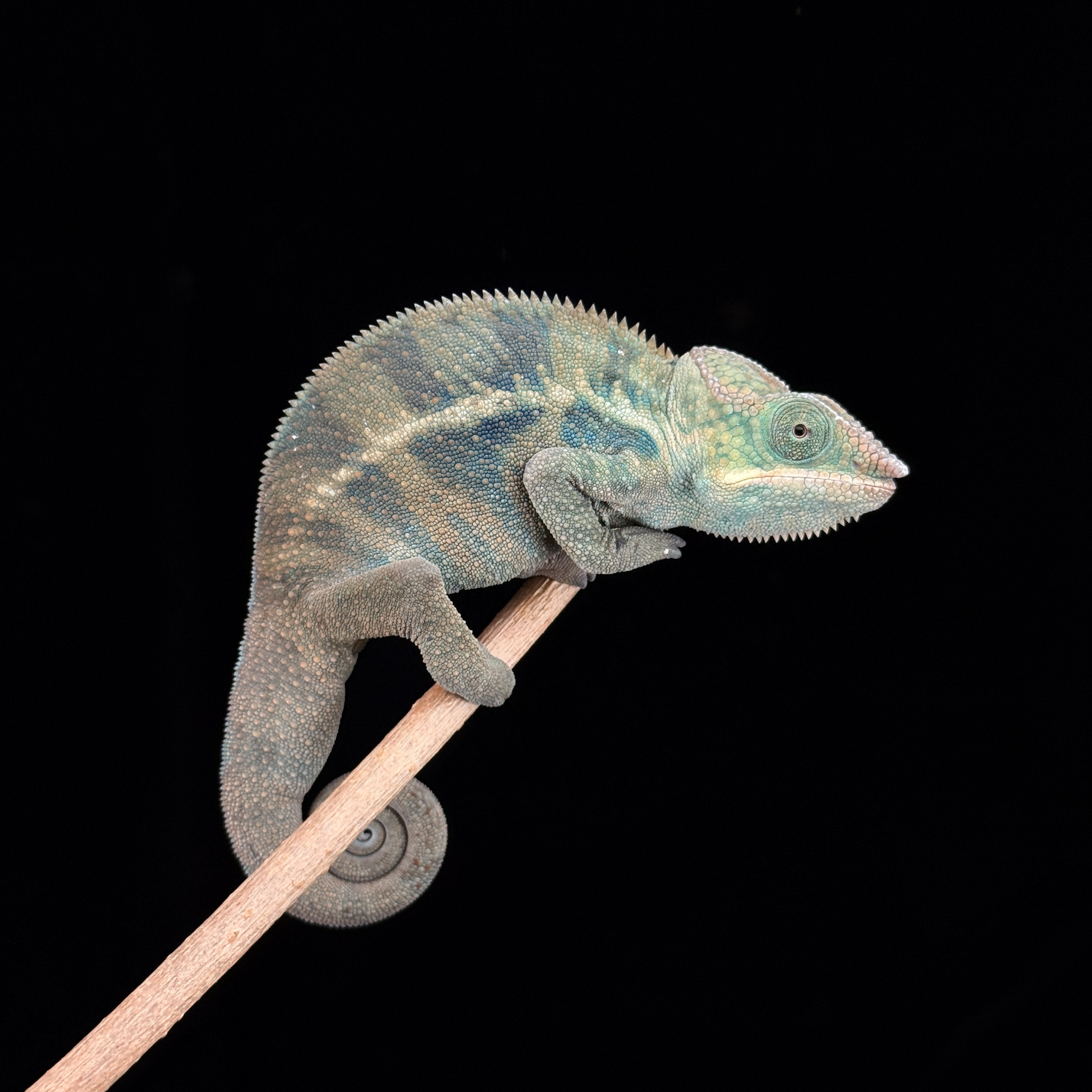 【高雄】Ambato 安巴托 |abt-m151f