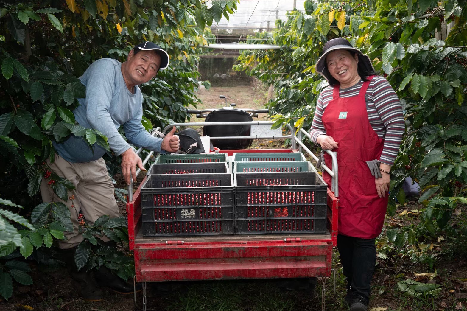 陳勝樂咖啡莊園