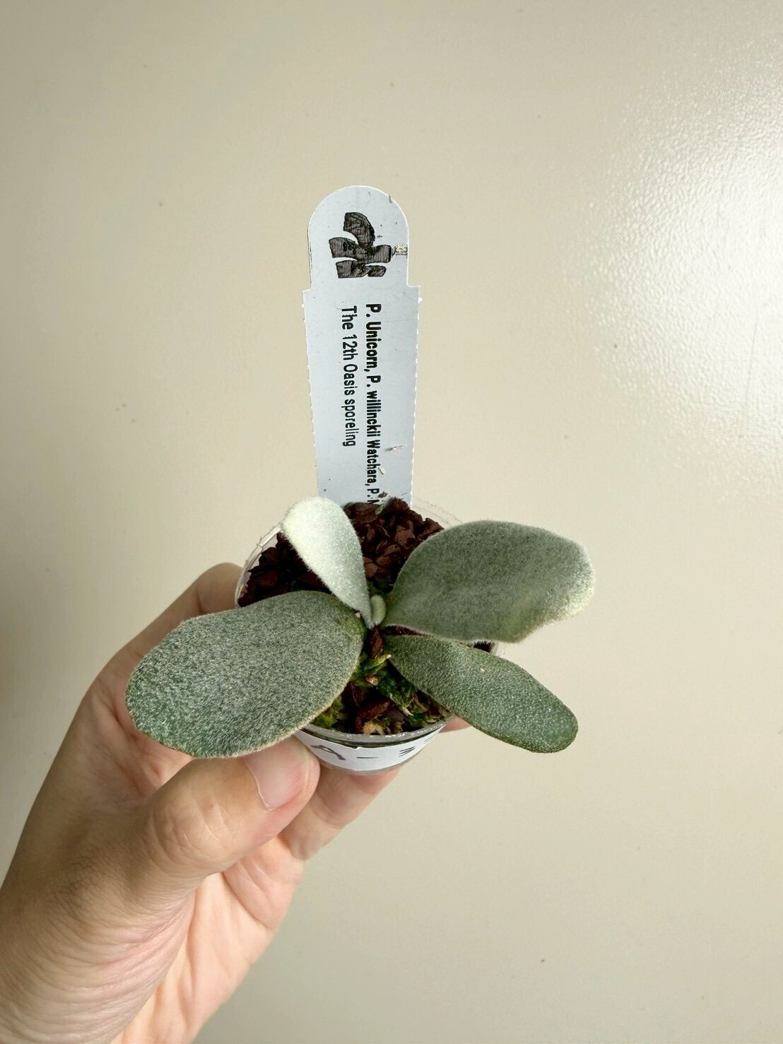 P. Unicorn, P. willinckii 'Watchara, P. Monkey north