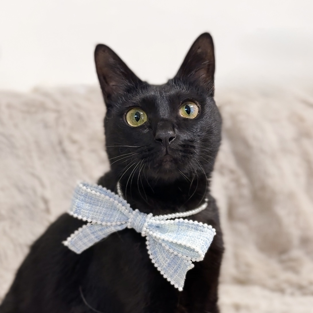 【Bleu de Perle】粼光織藍・小香風珍珠飾領